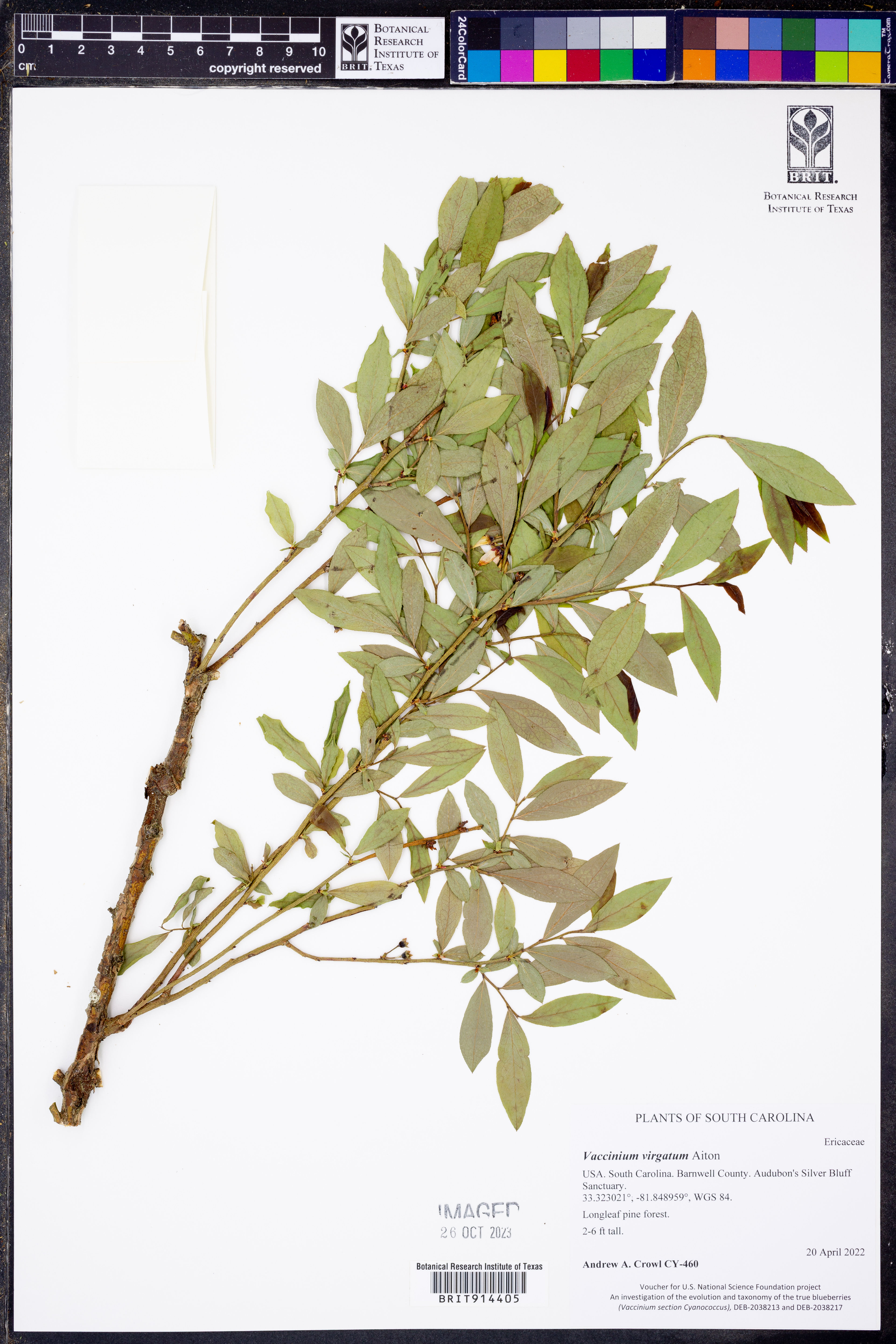 Vaccinium virgatum - 65