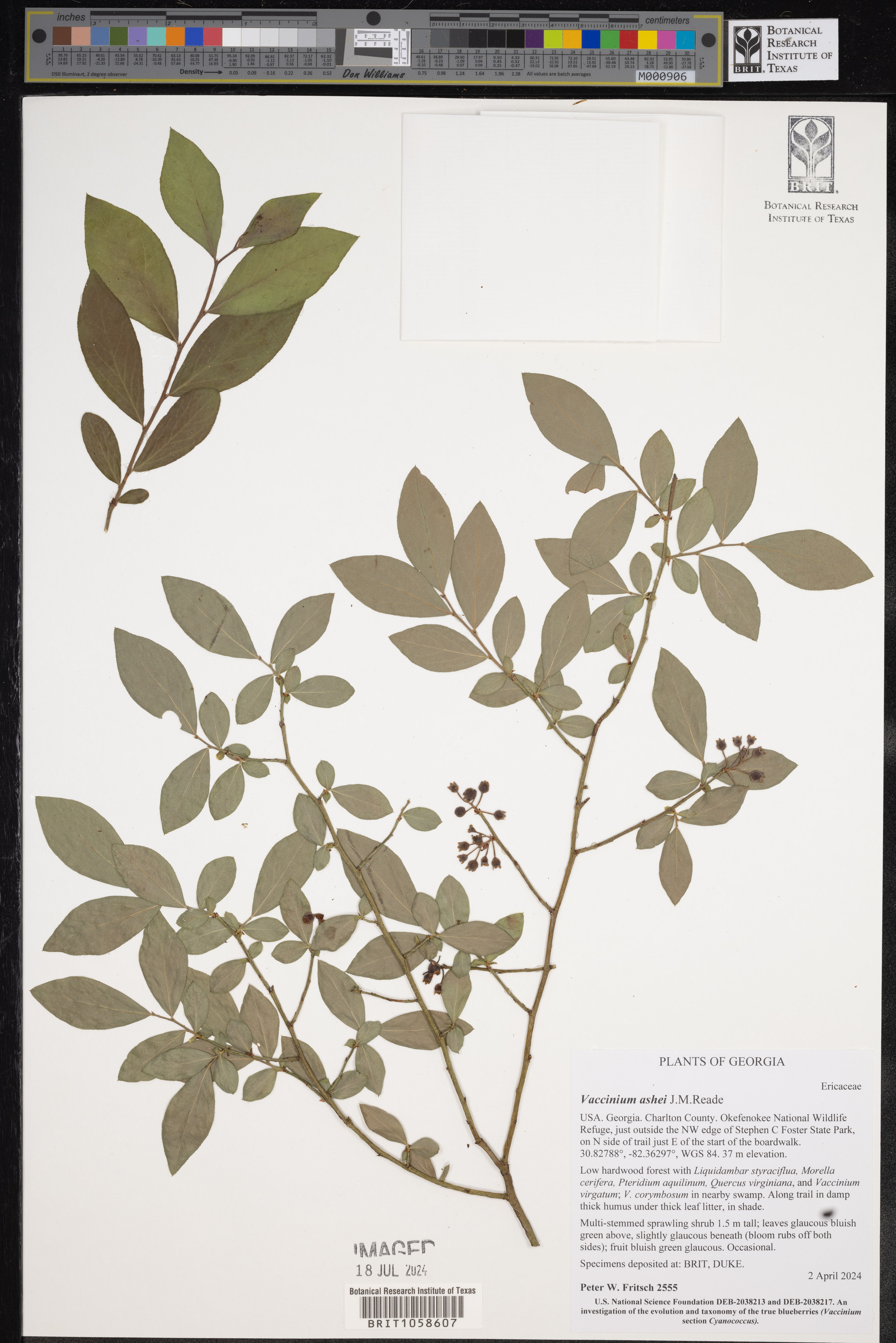 Vaccinium ashei - 124