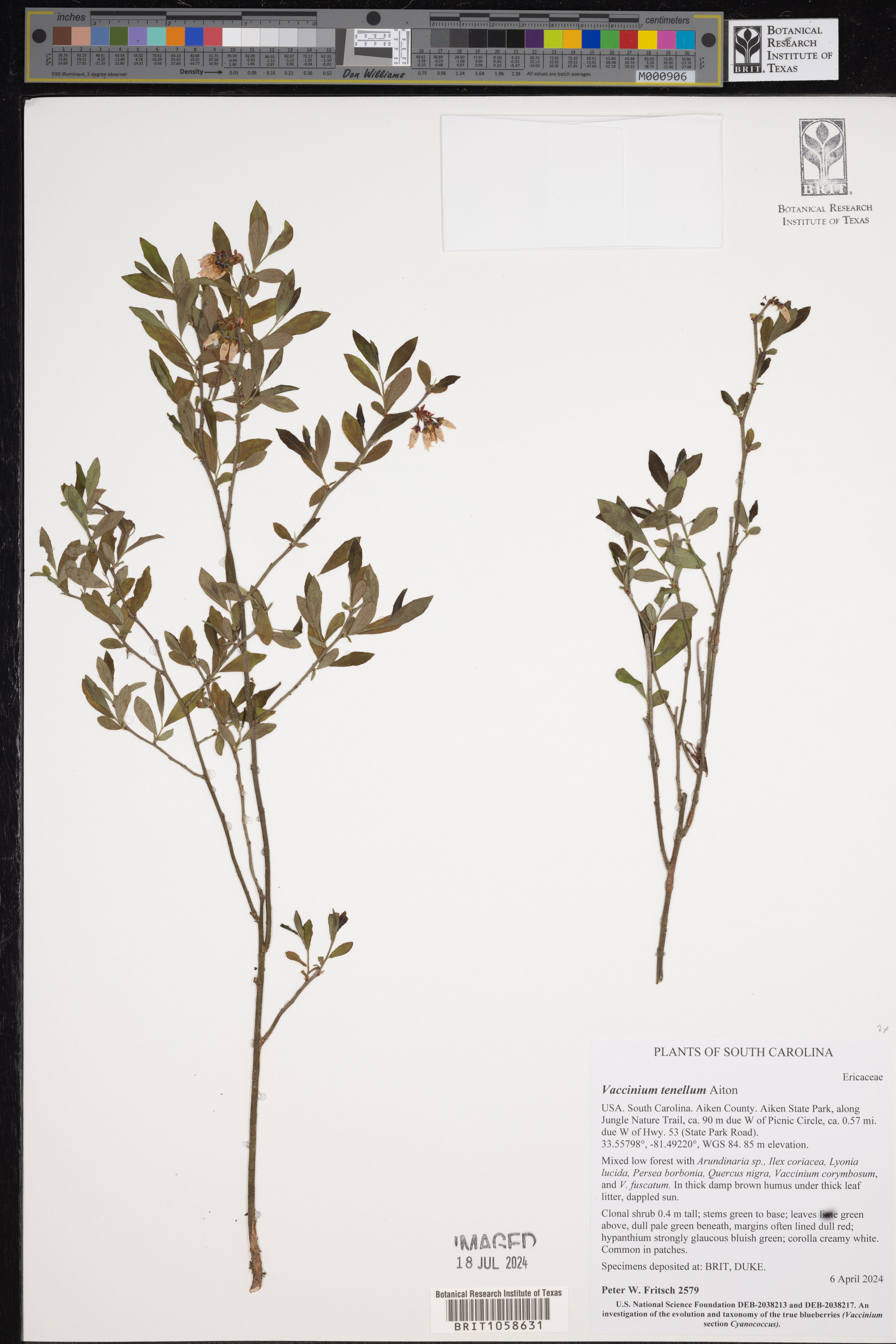 Vaccinium tenellum - 131