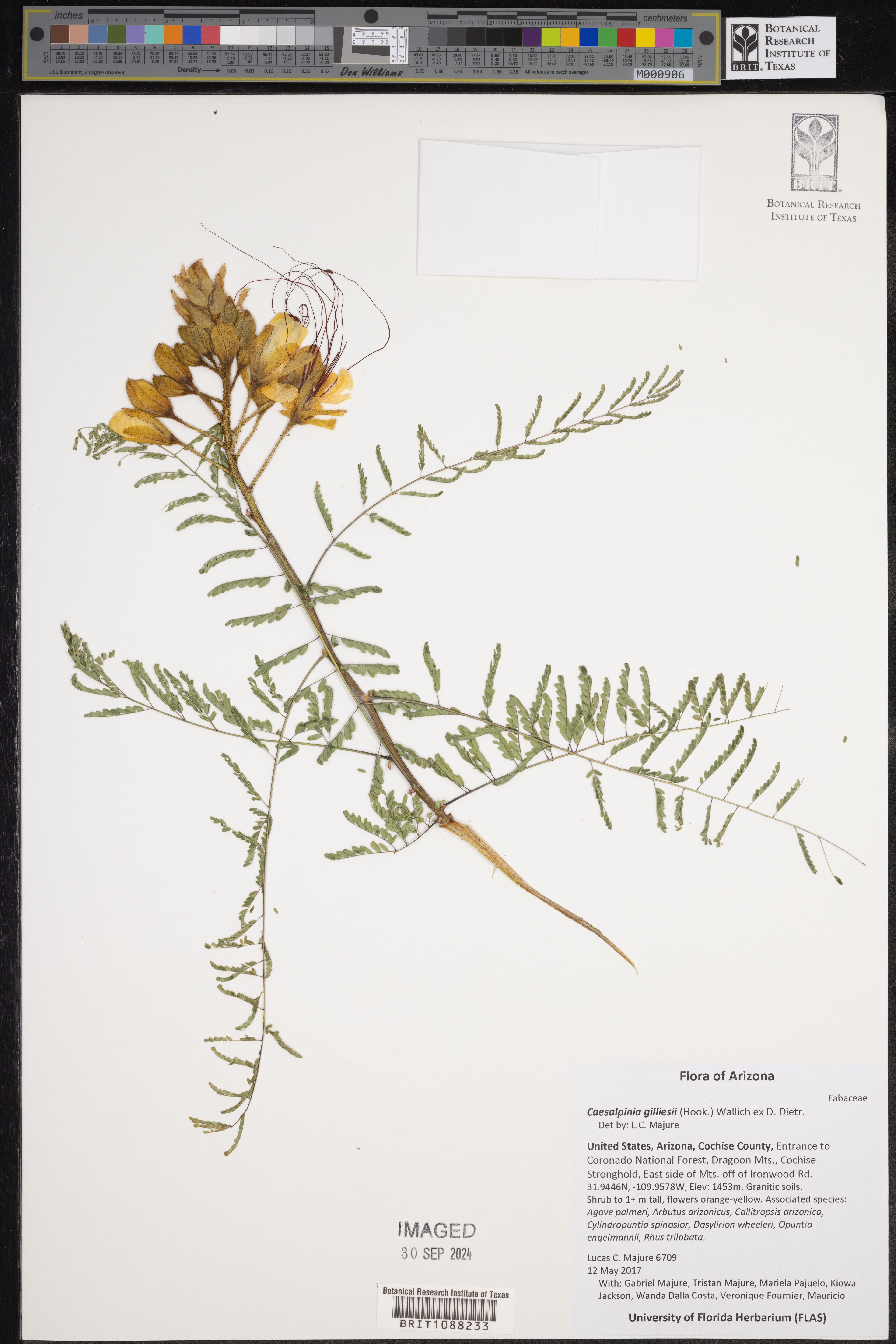 Caesalpinia gilliesii - 34