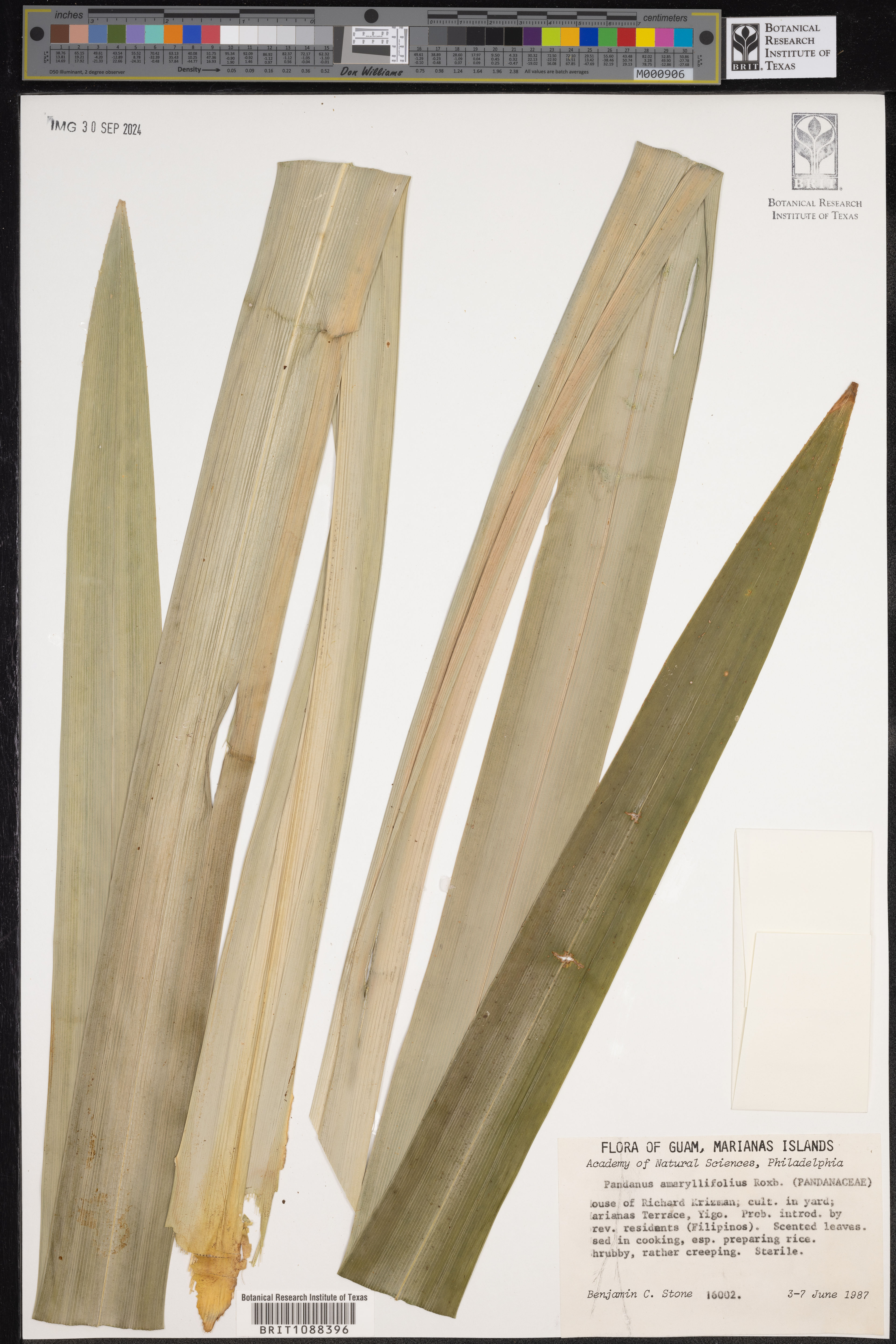 Pandanus amaryllifolius - 24