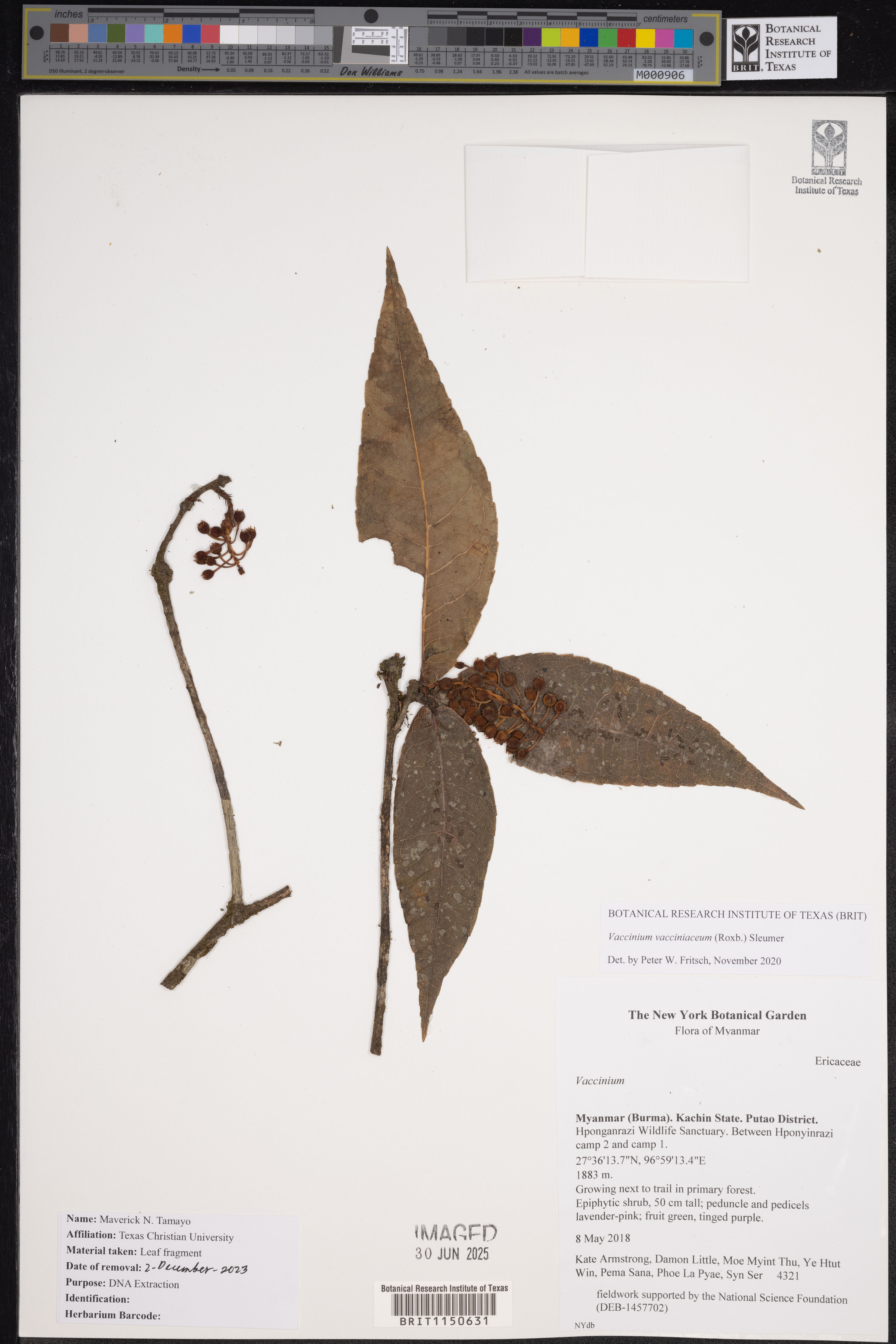 Vaccinium vacciniaceum - 49