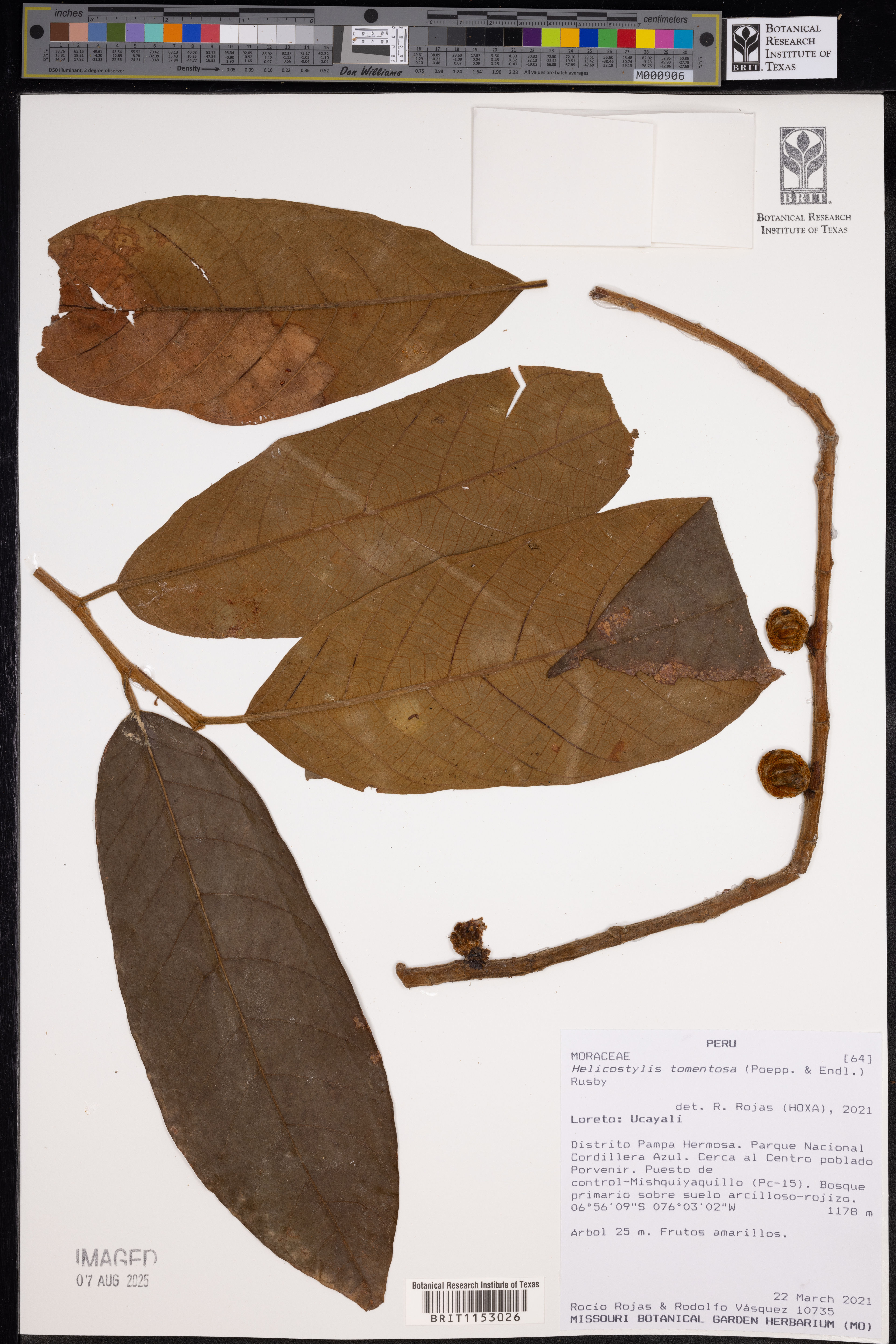 Helicostylis tomentosa - 18