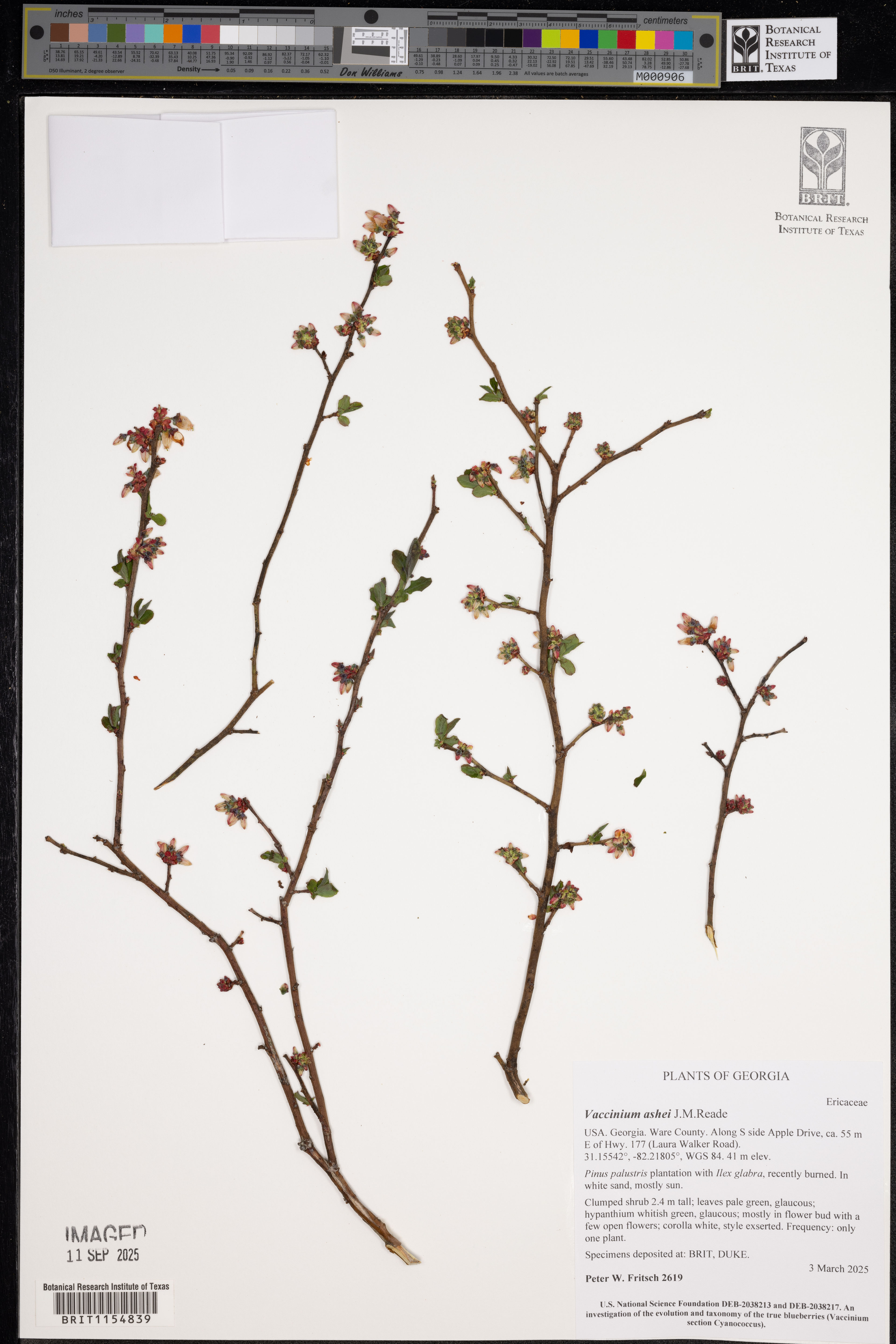 Vaccinium ashei - 14