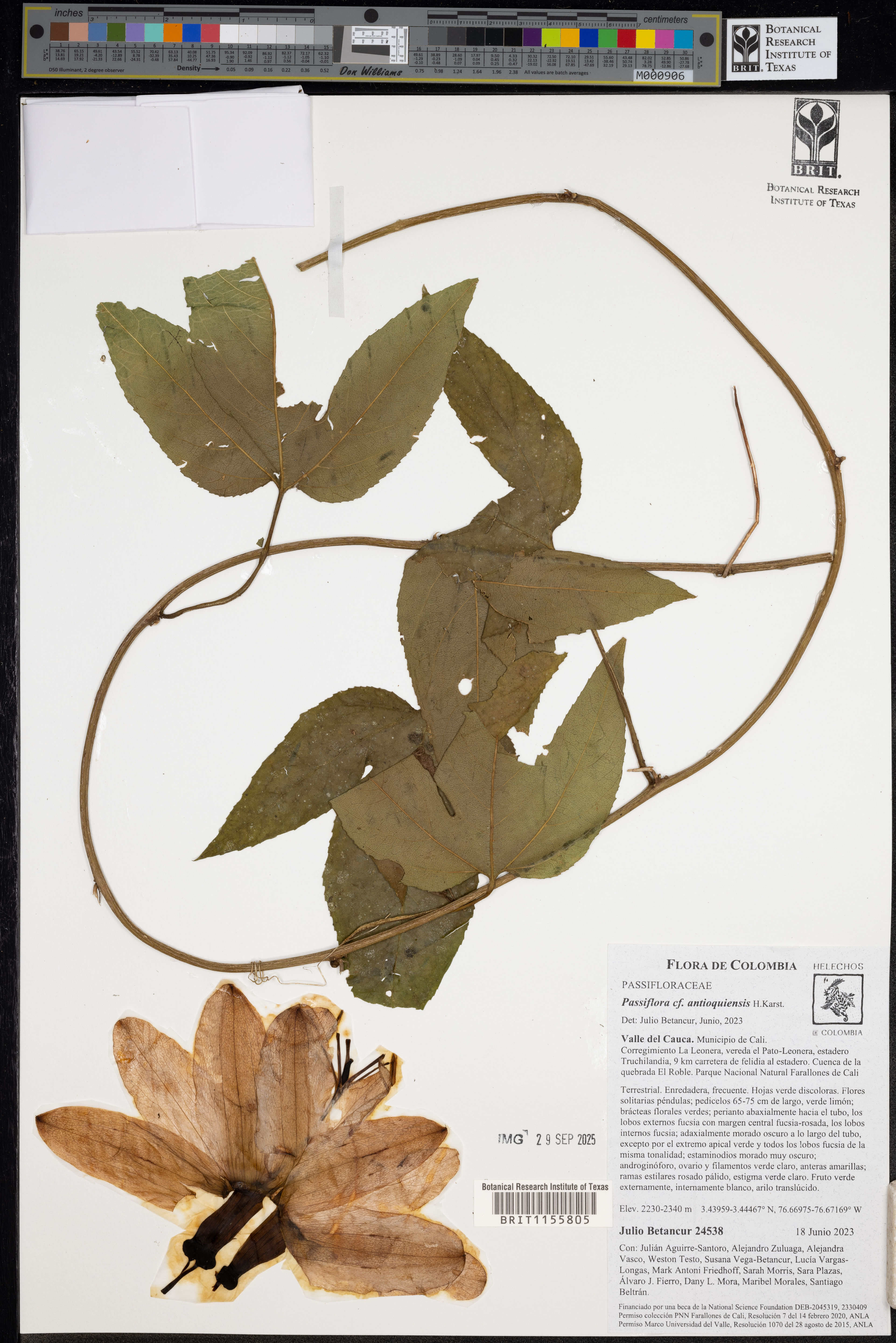 Passiflora antioquiensis - 136