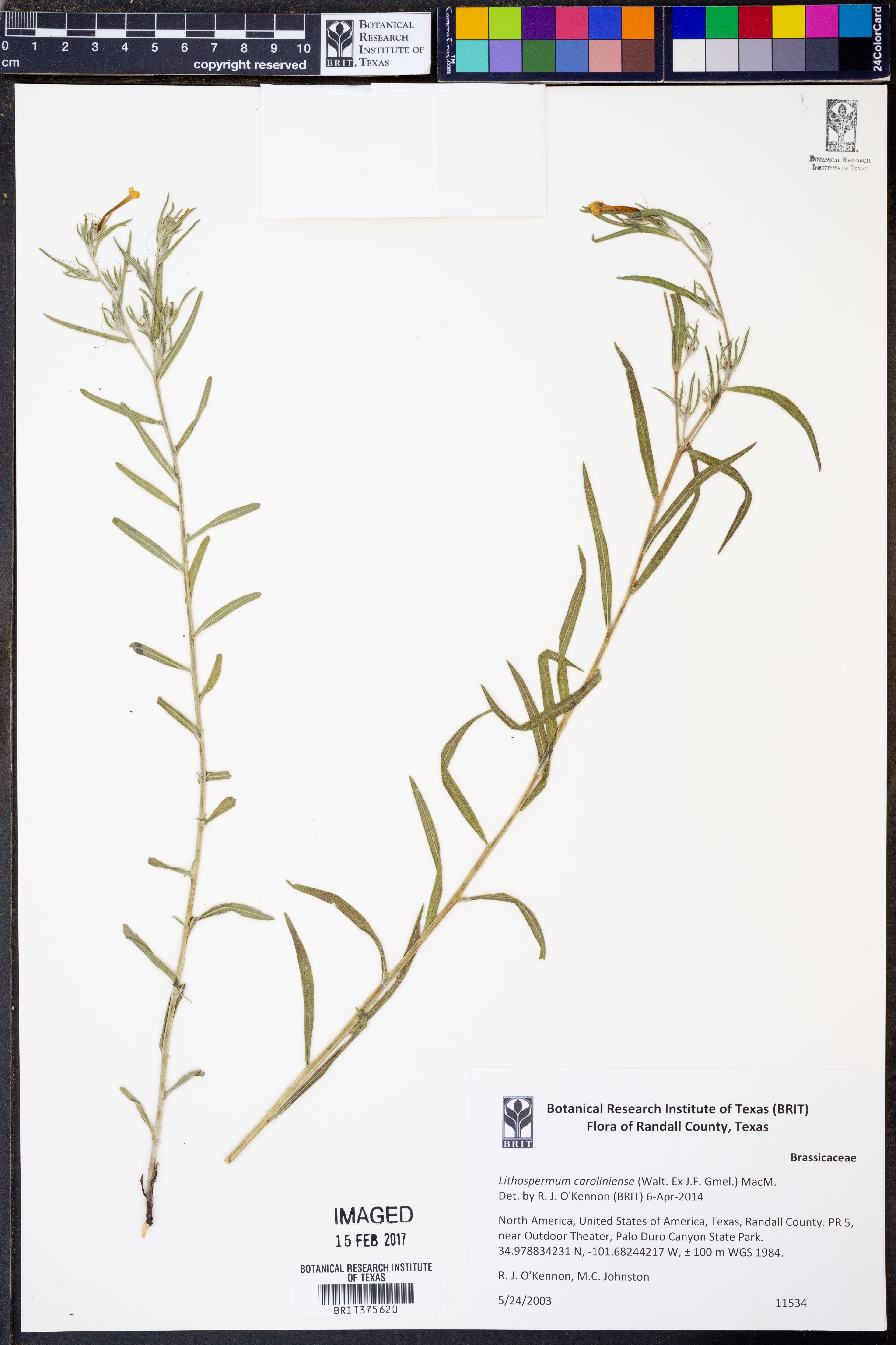 Lithospermum caroliniense - 27