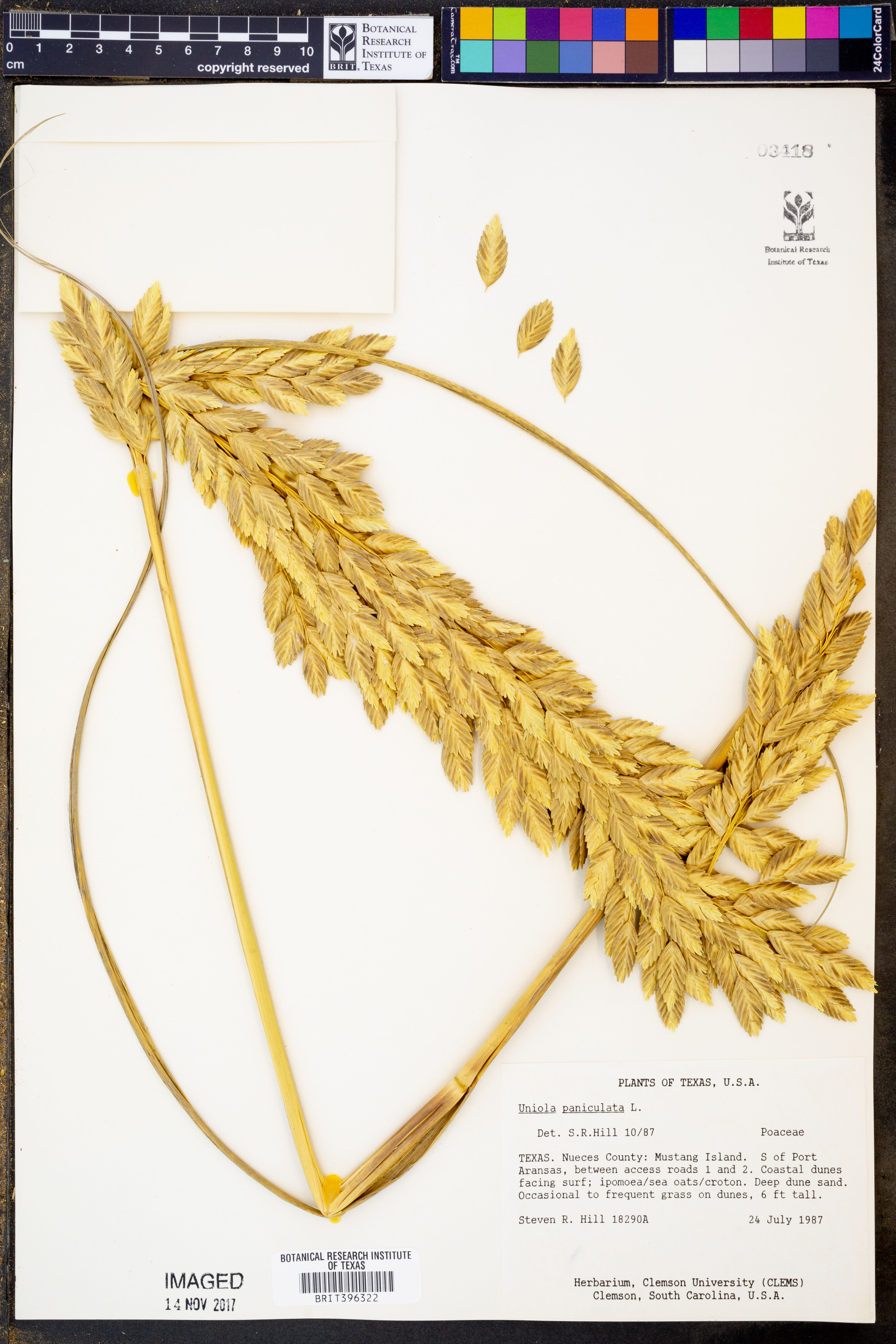 Uniola paniculata - 59