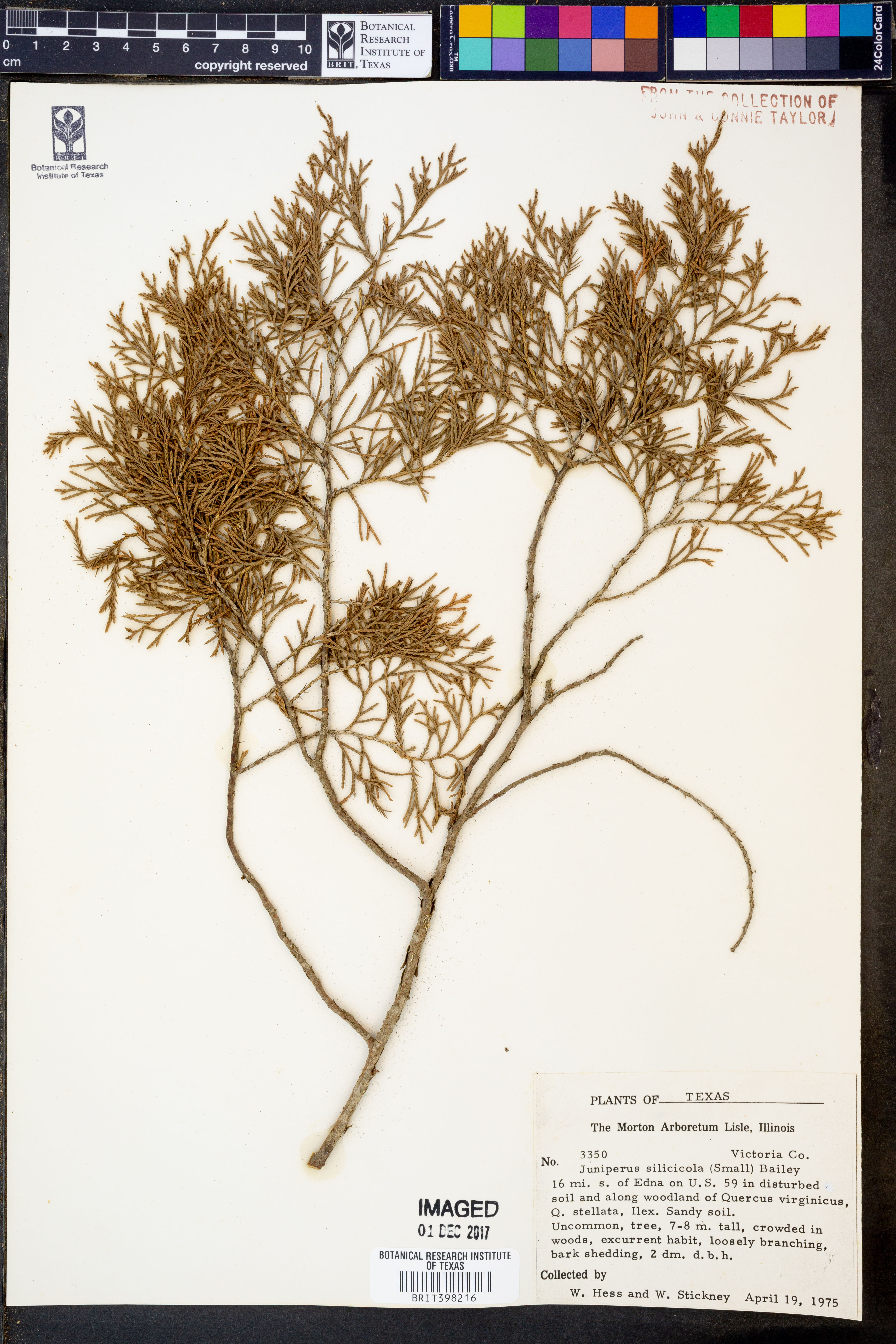 Juniperus silicicola - 52