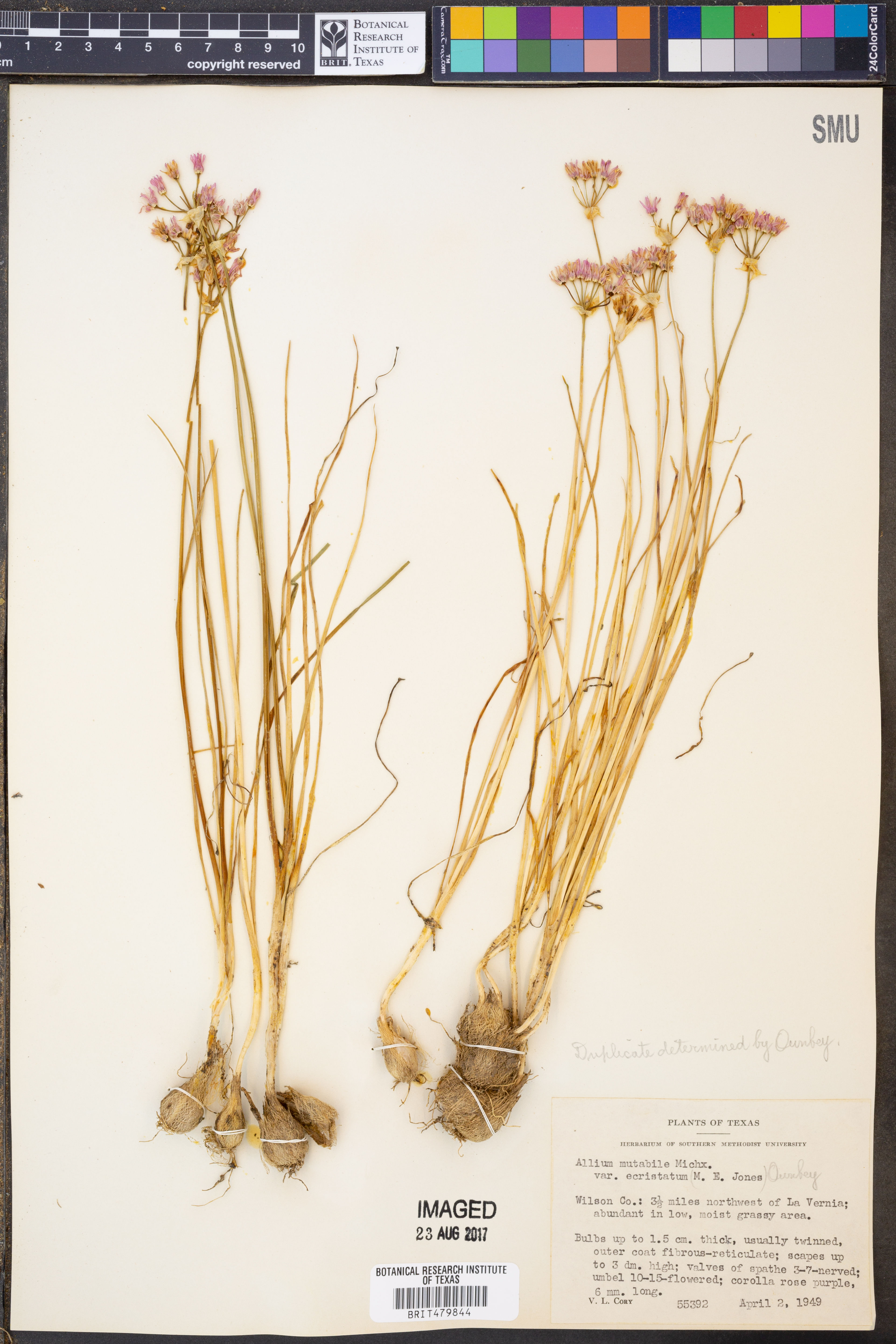 Allium mutabile - 59