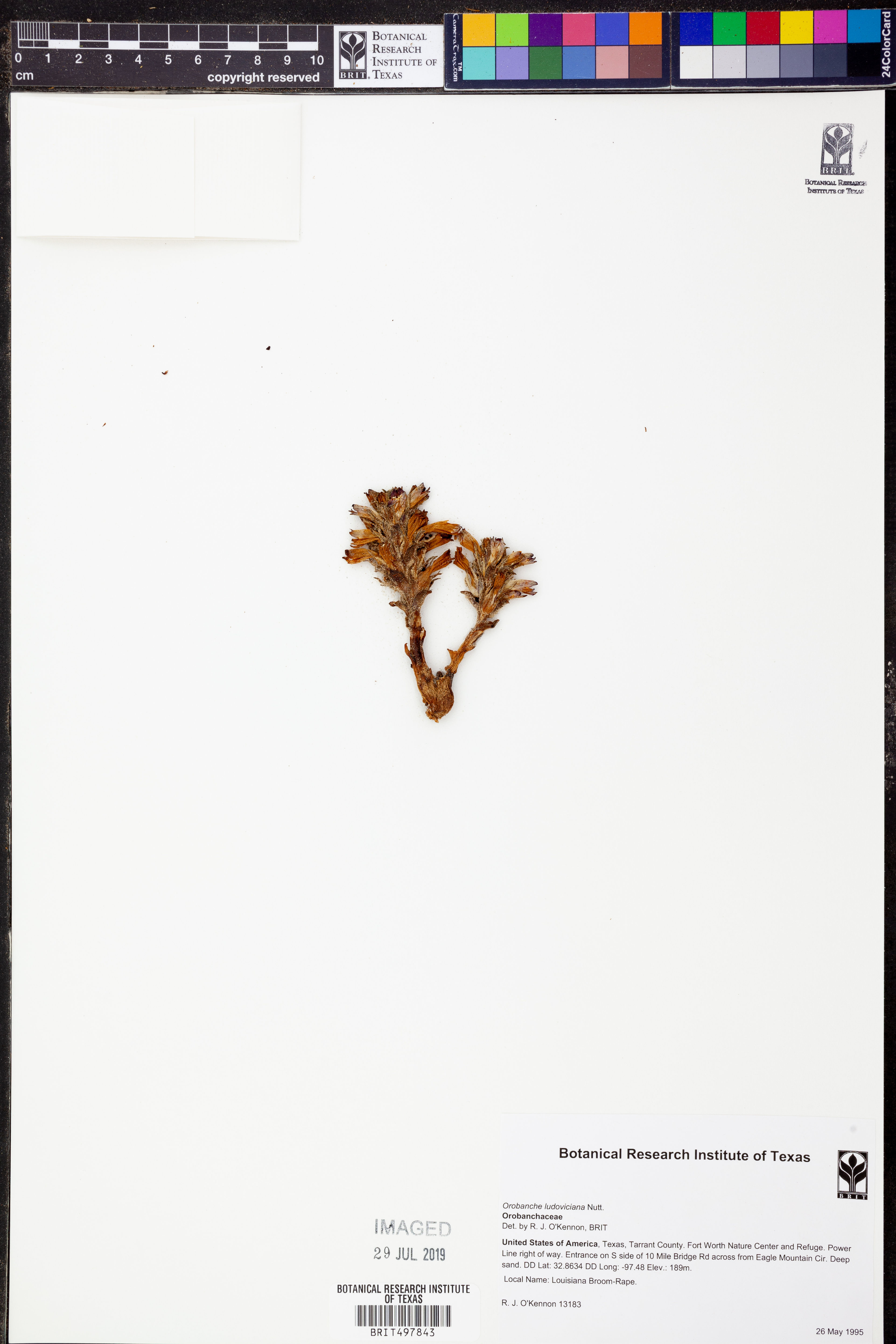 Orobanche ludoviciana - 42