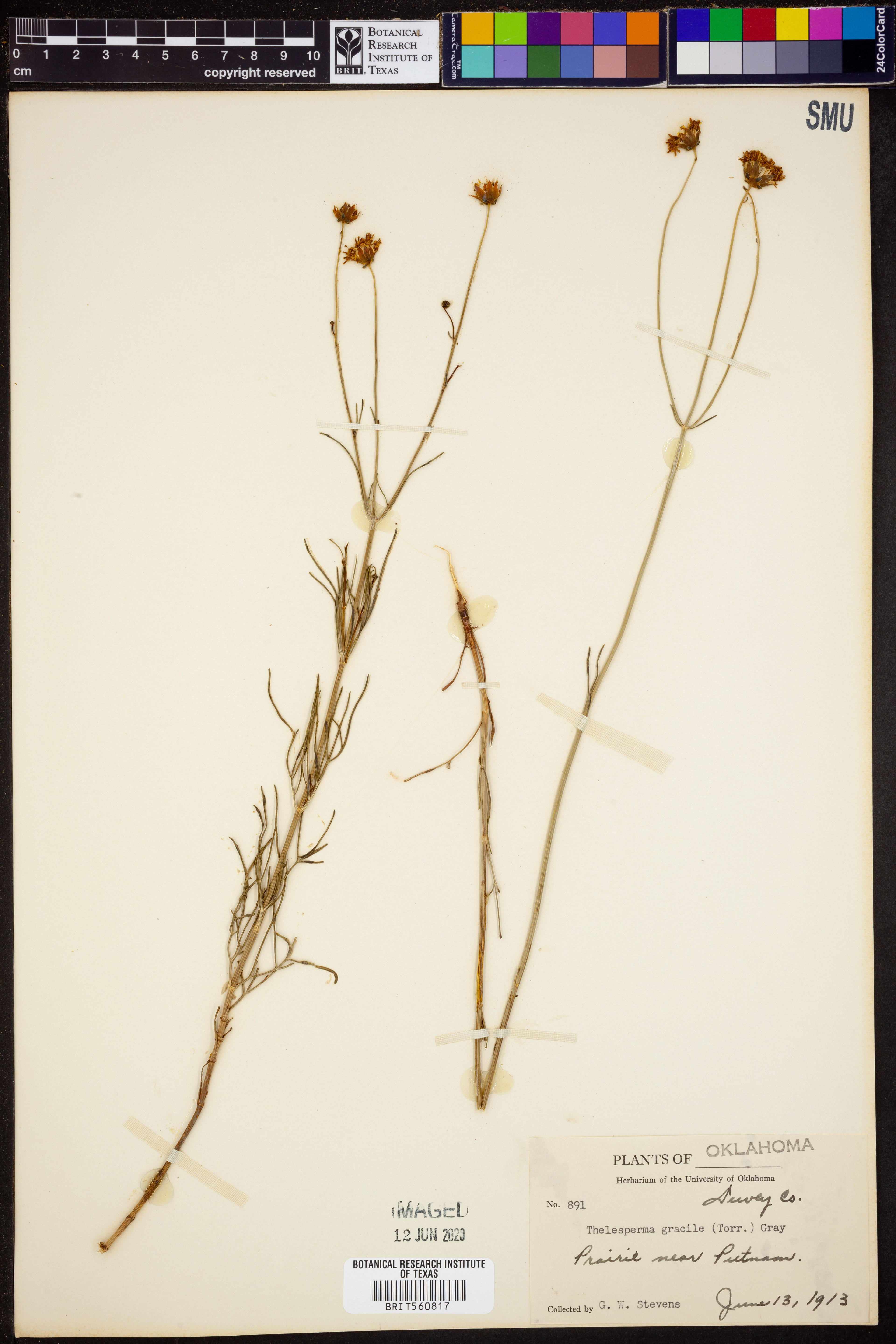 Thelesperma gracile - 38