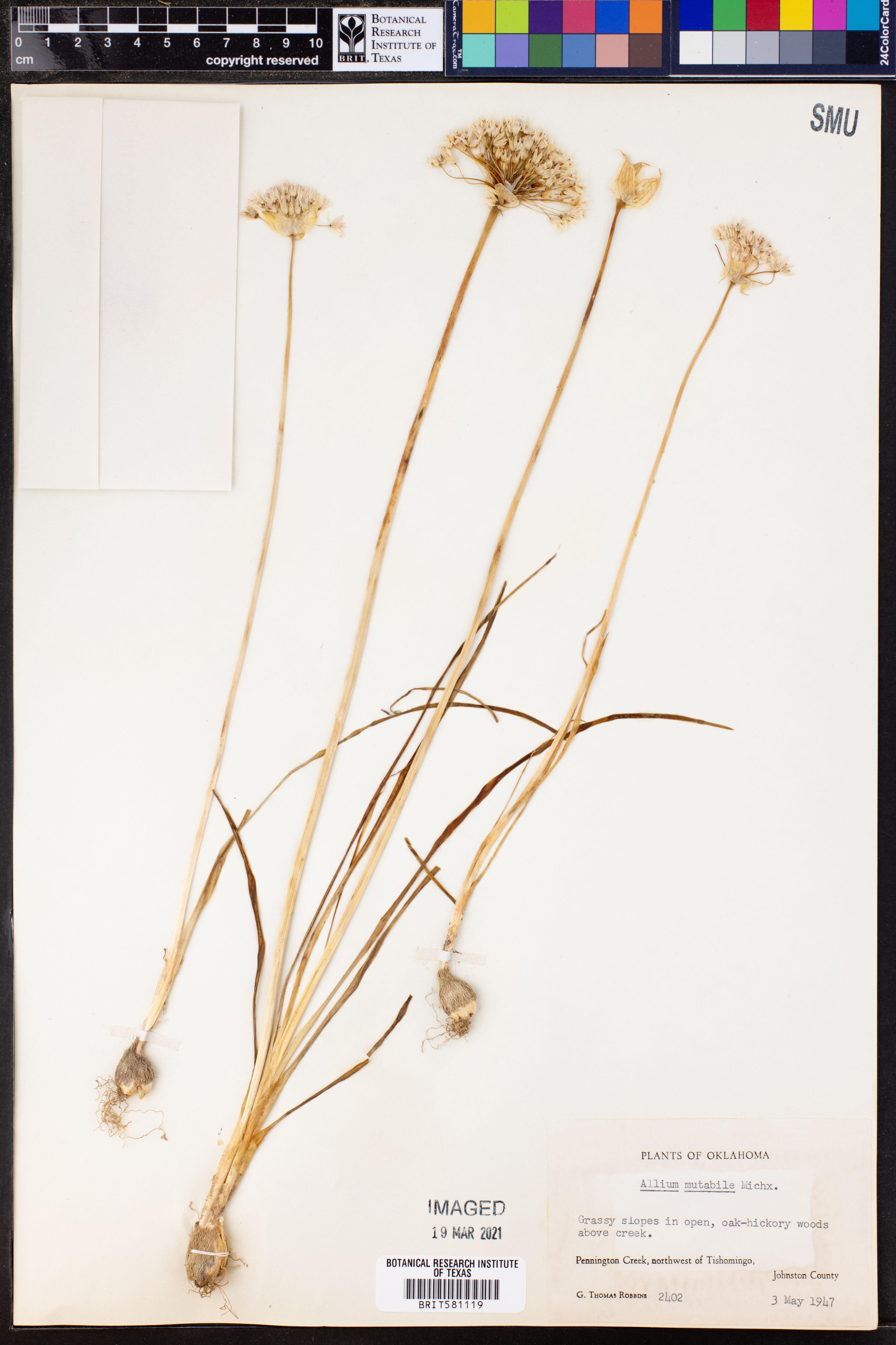 Allium mutabile - 84