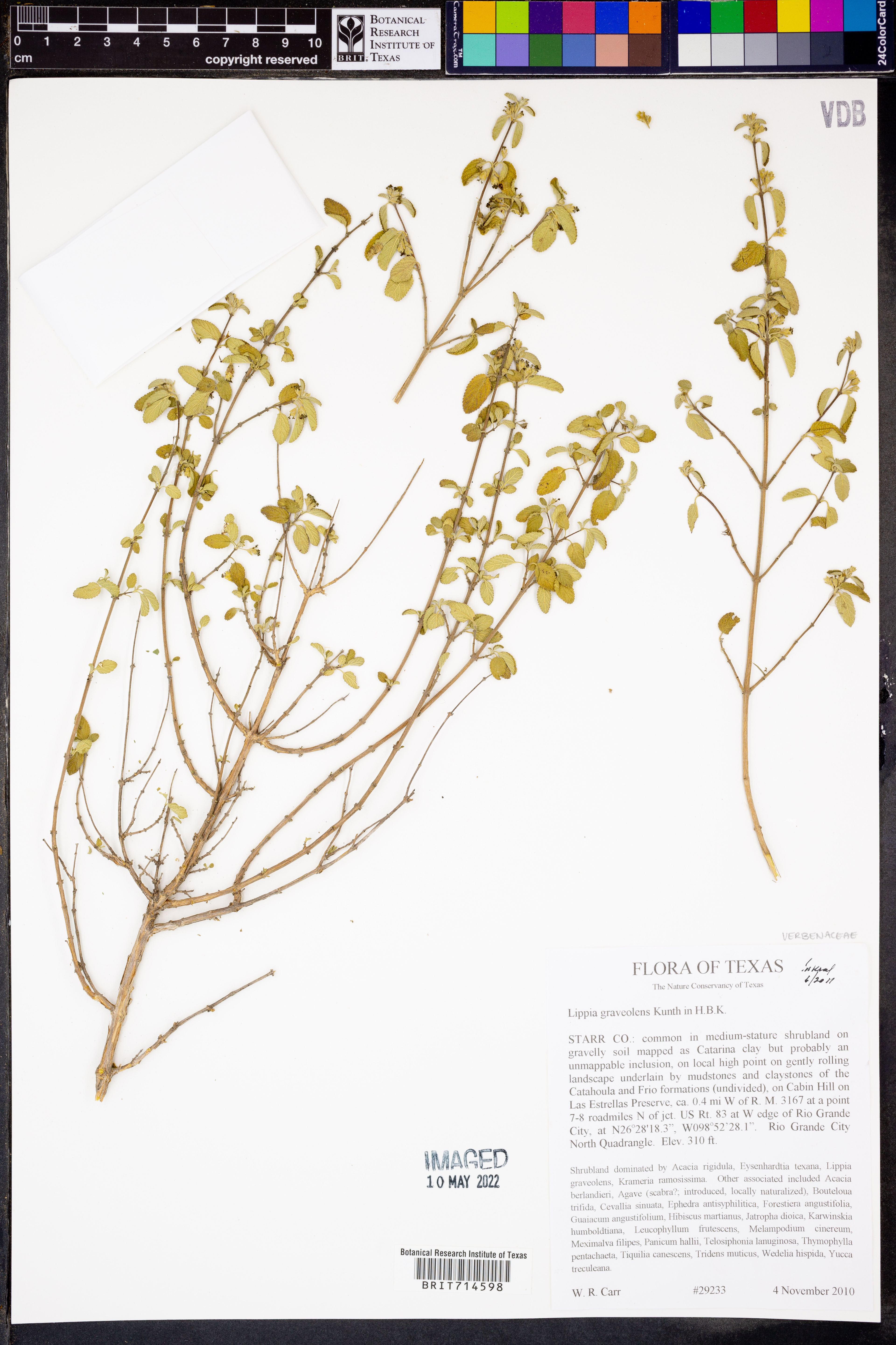 Lippia graveolens - 19