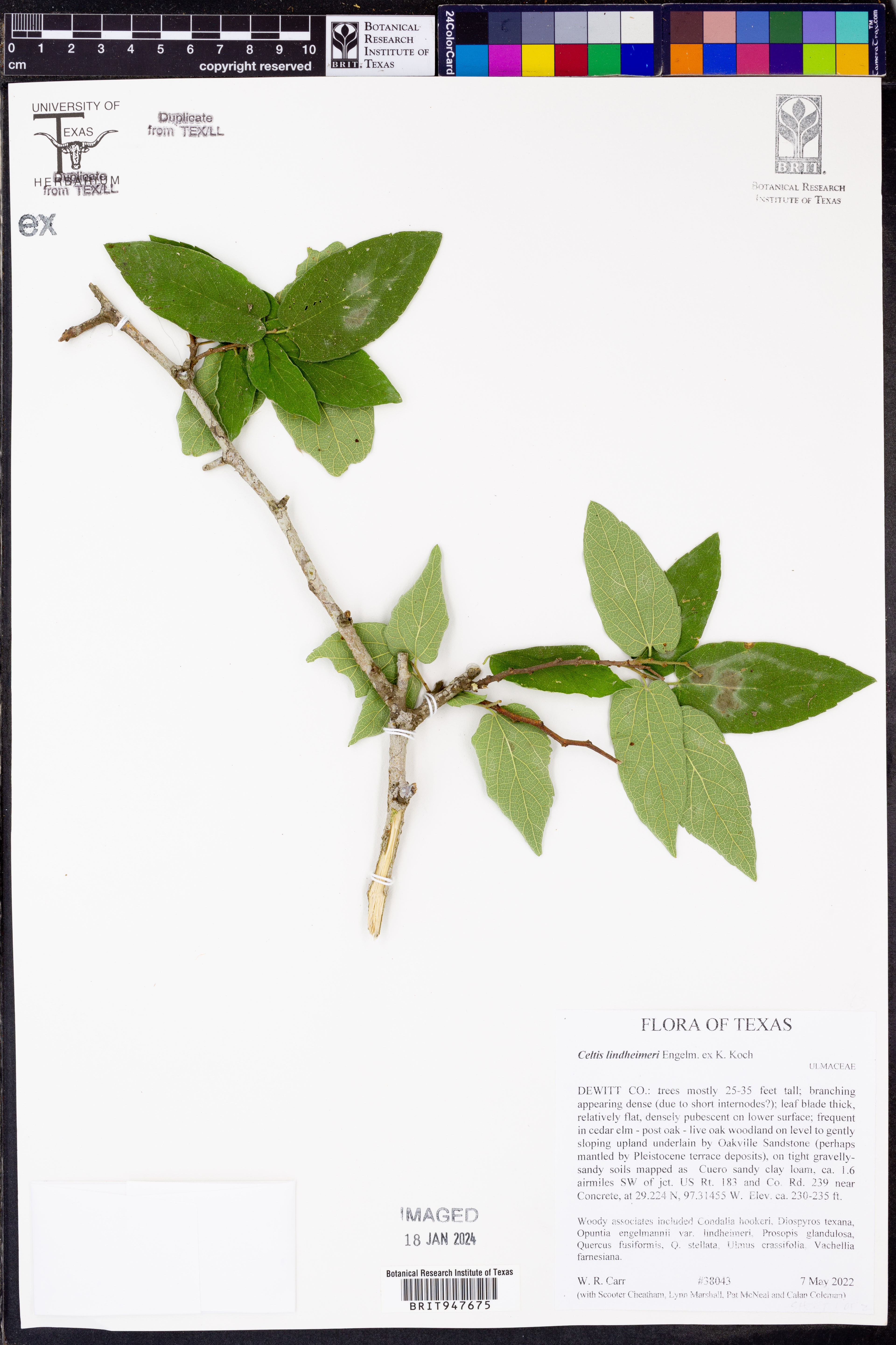 Celtis lindheimeri - 21