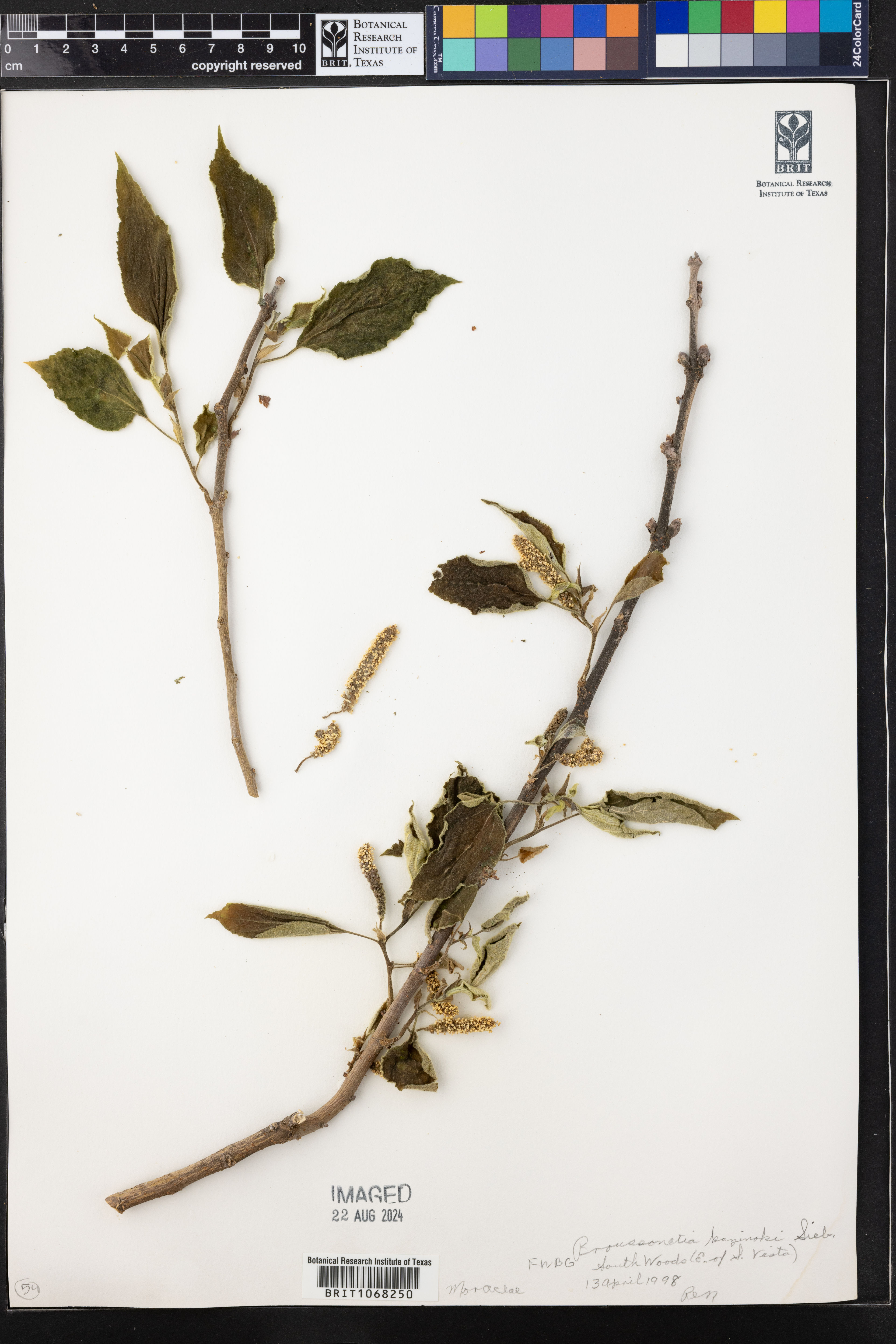 Broussonetia kazinoki - 4