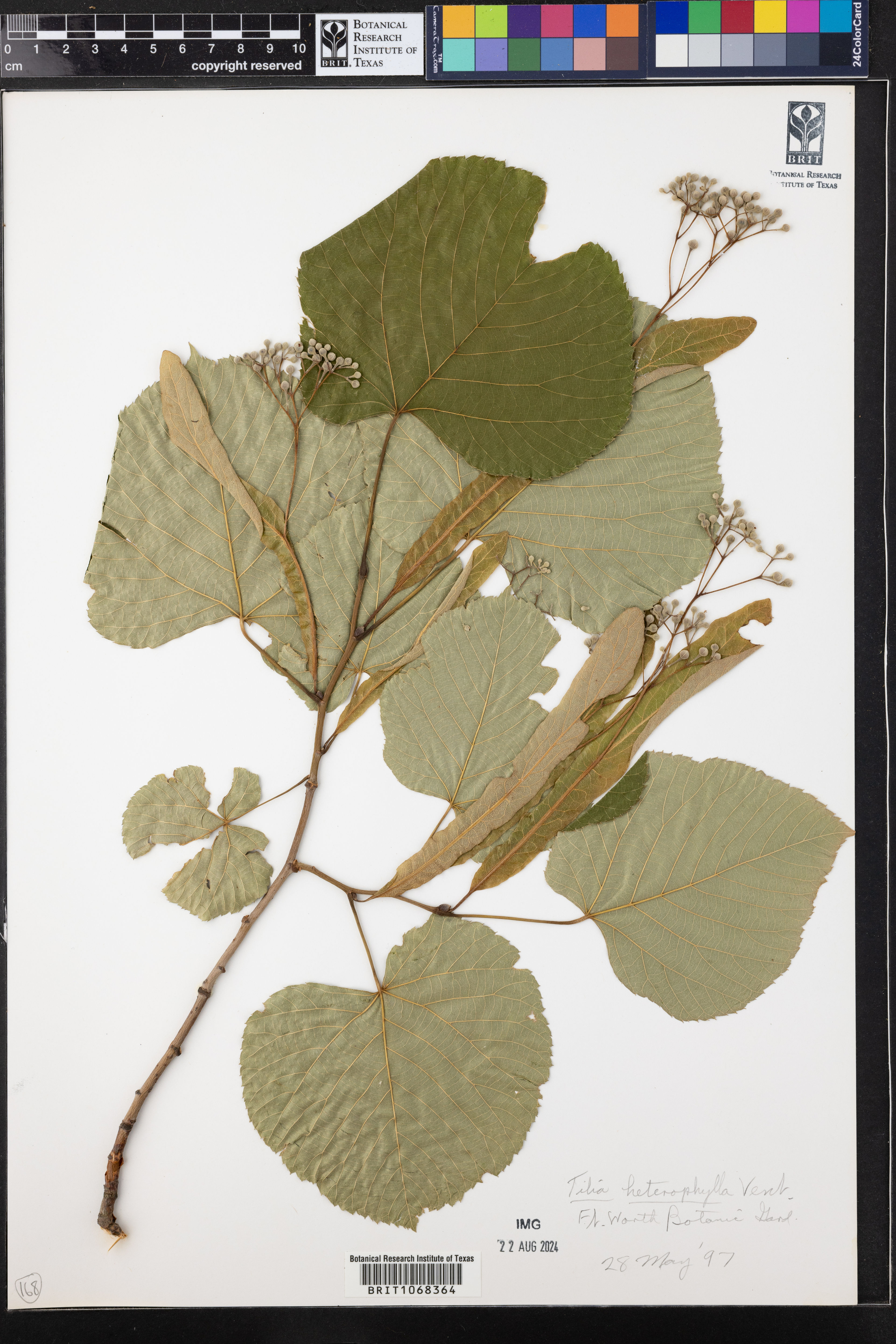 Tilia heterophylla - 69