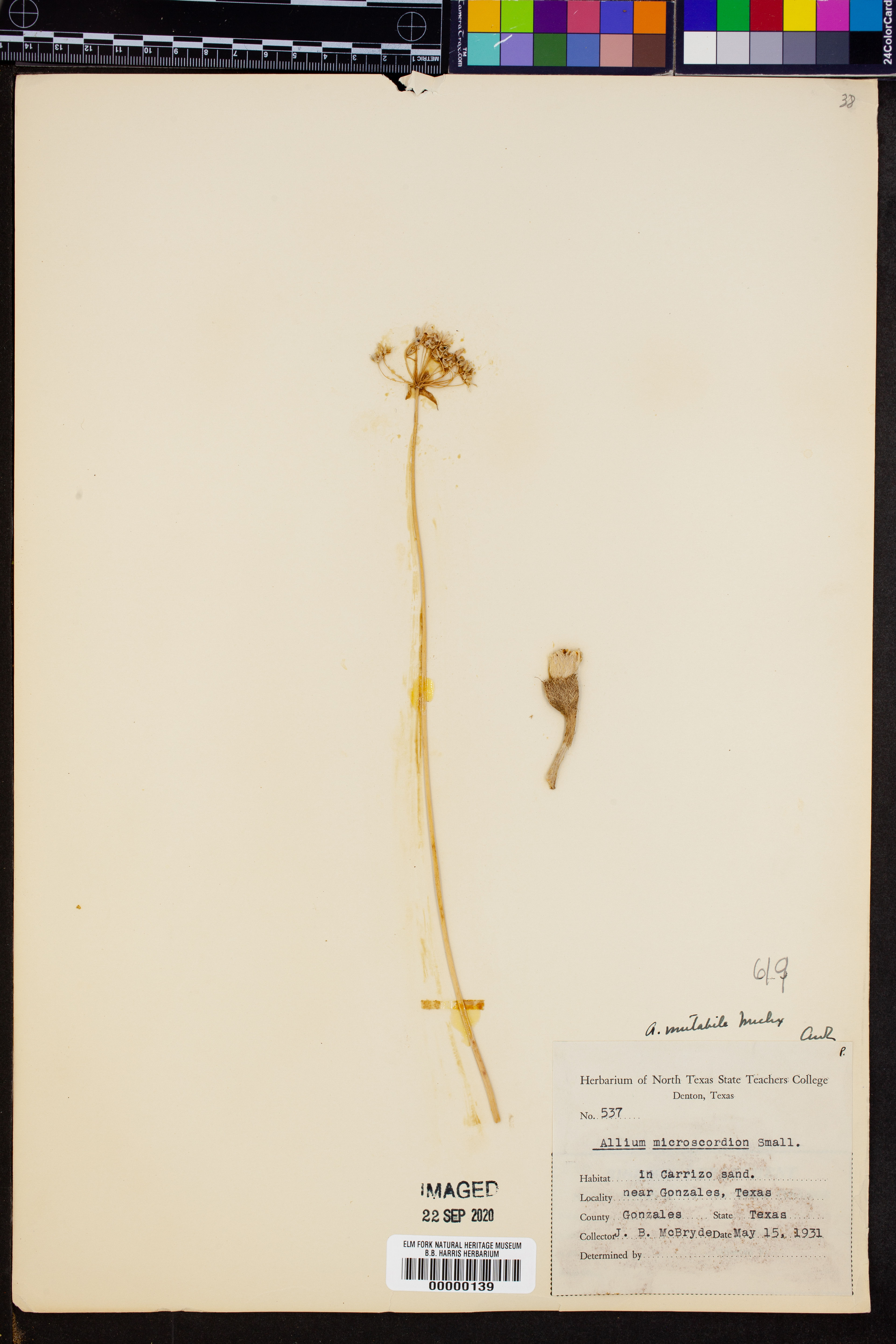 Allium mutabile - 3
