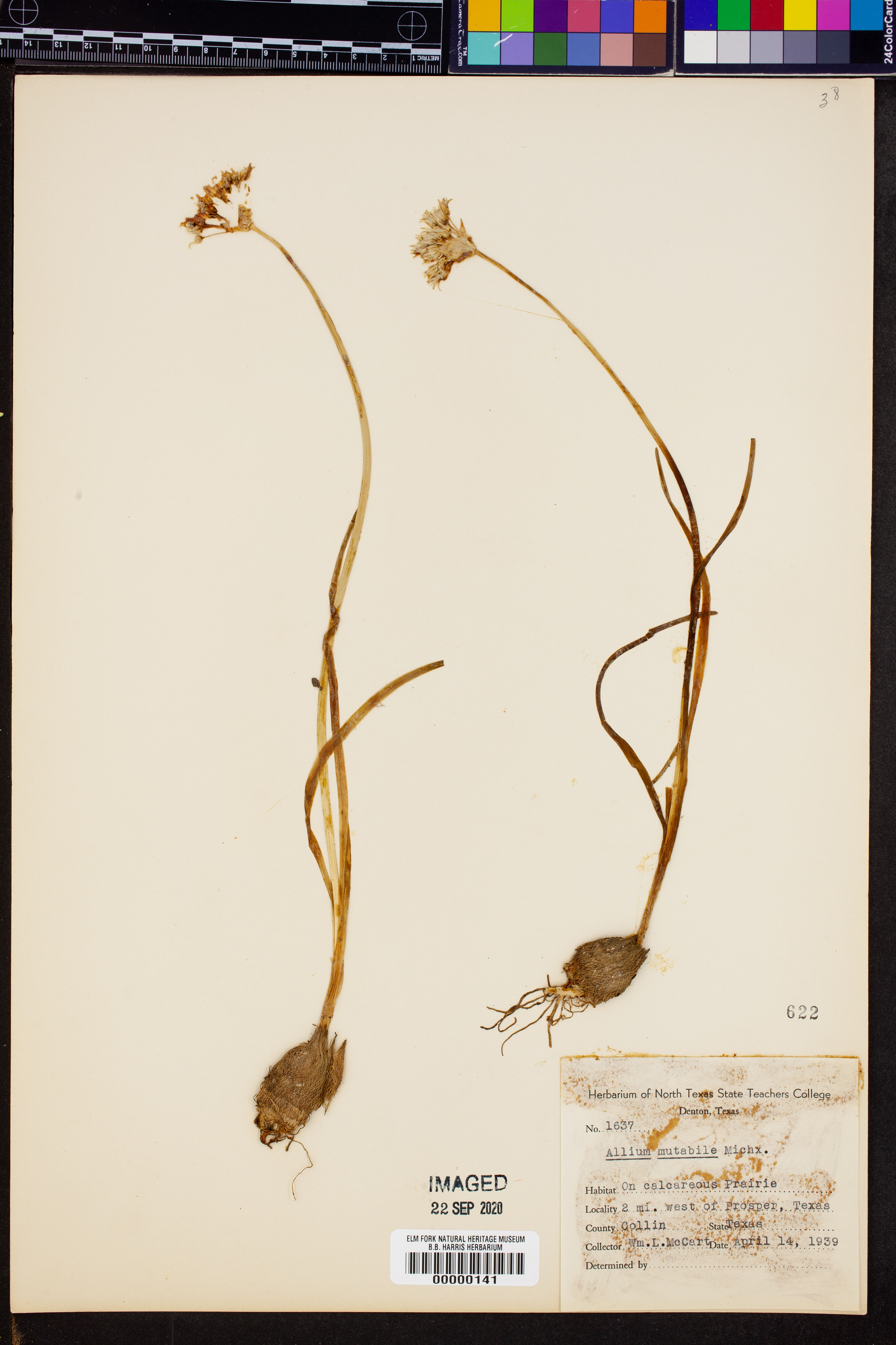 Allium mutabile - 47