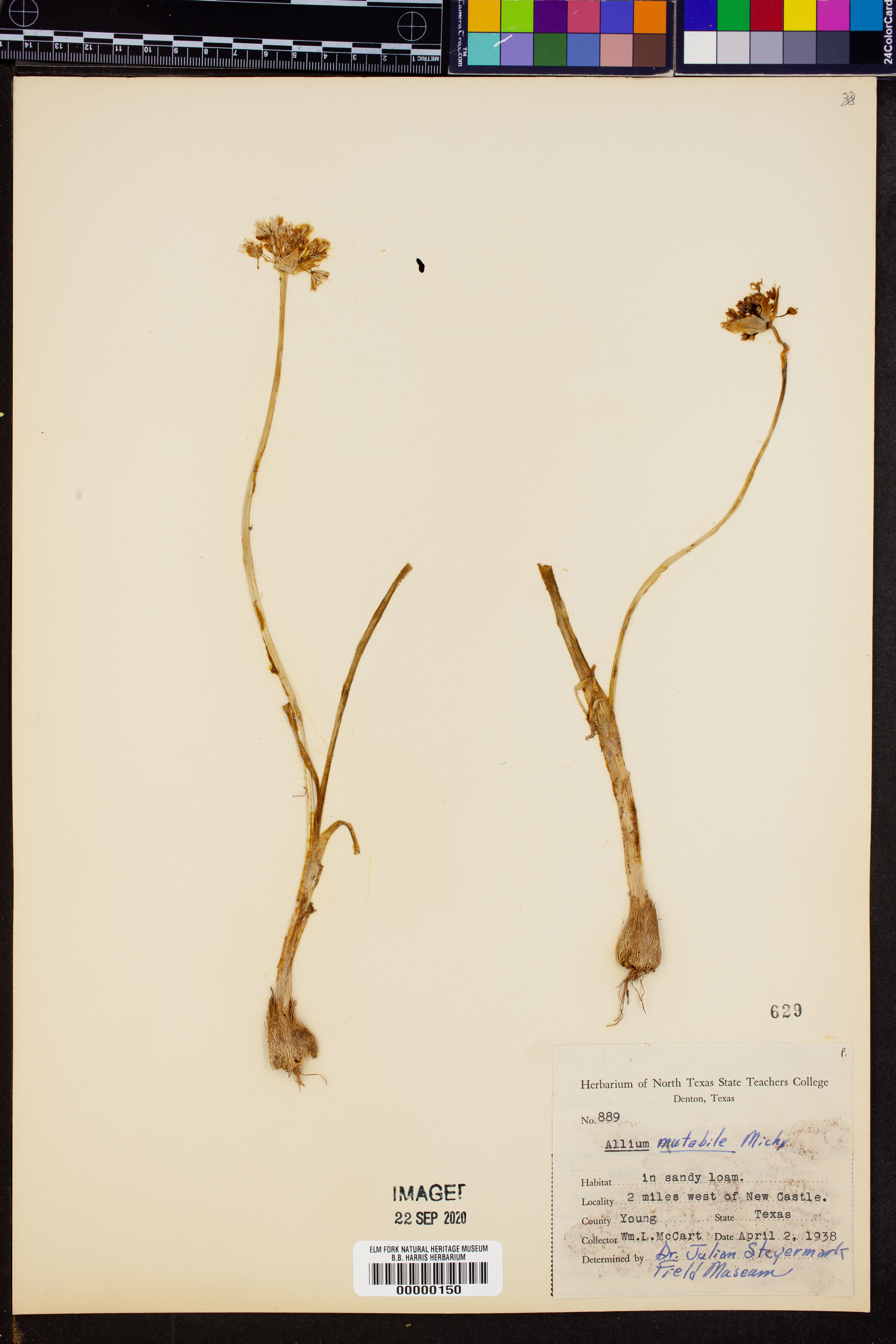 Allium mutabile - 51