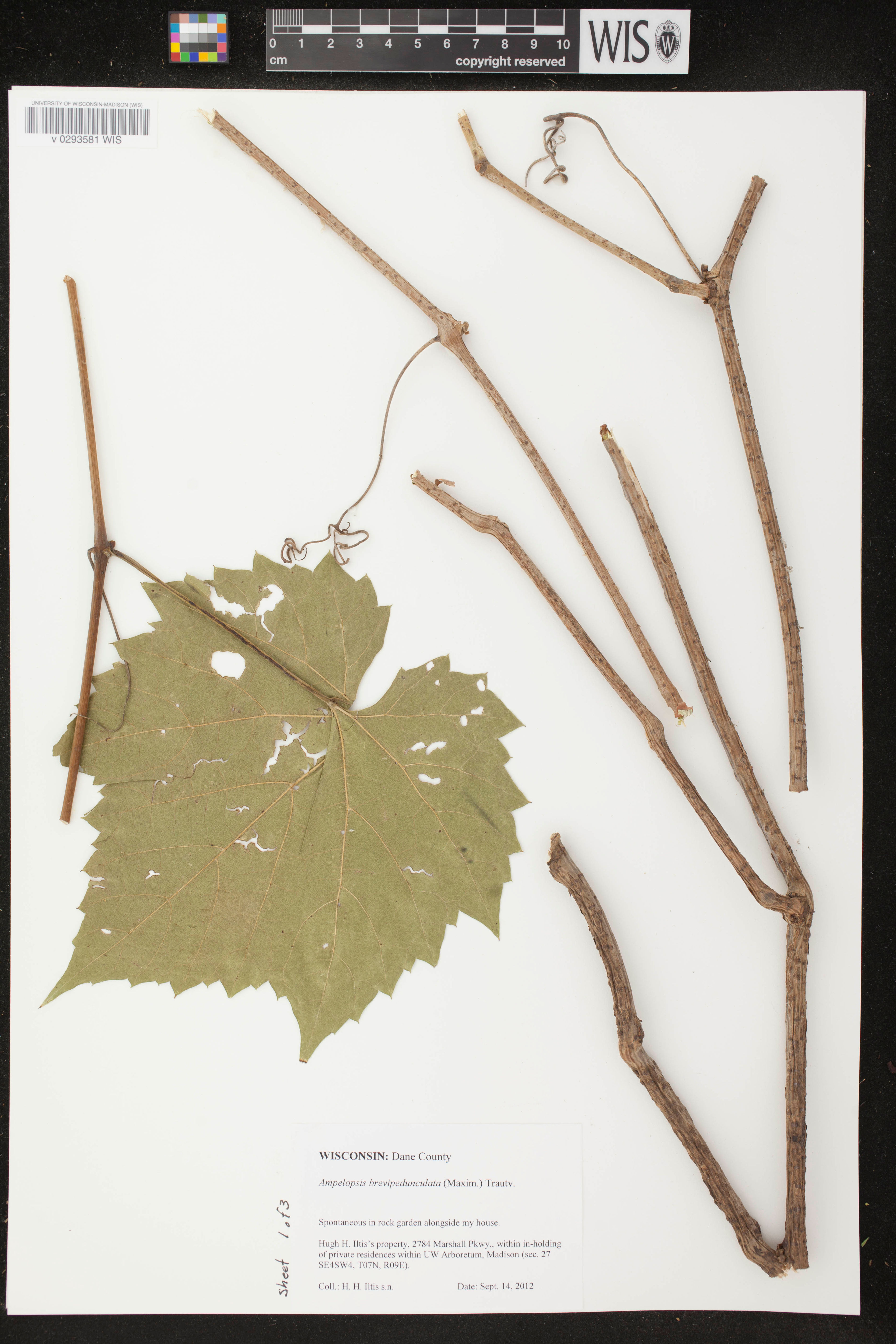 Ampelopsis brevipedunculata - 71