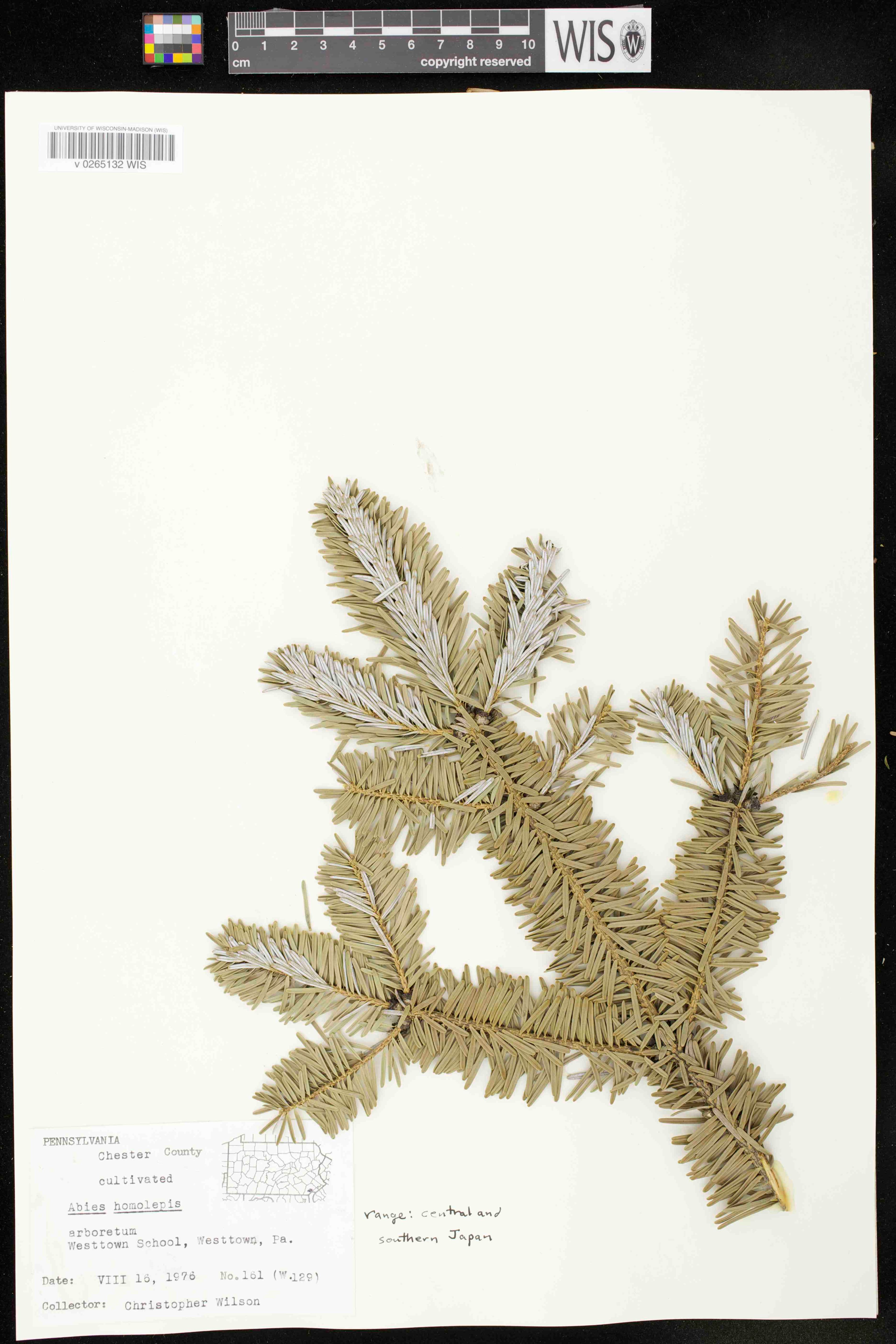 Abies homolepis - 46