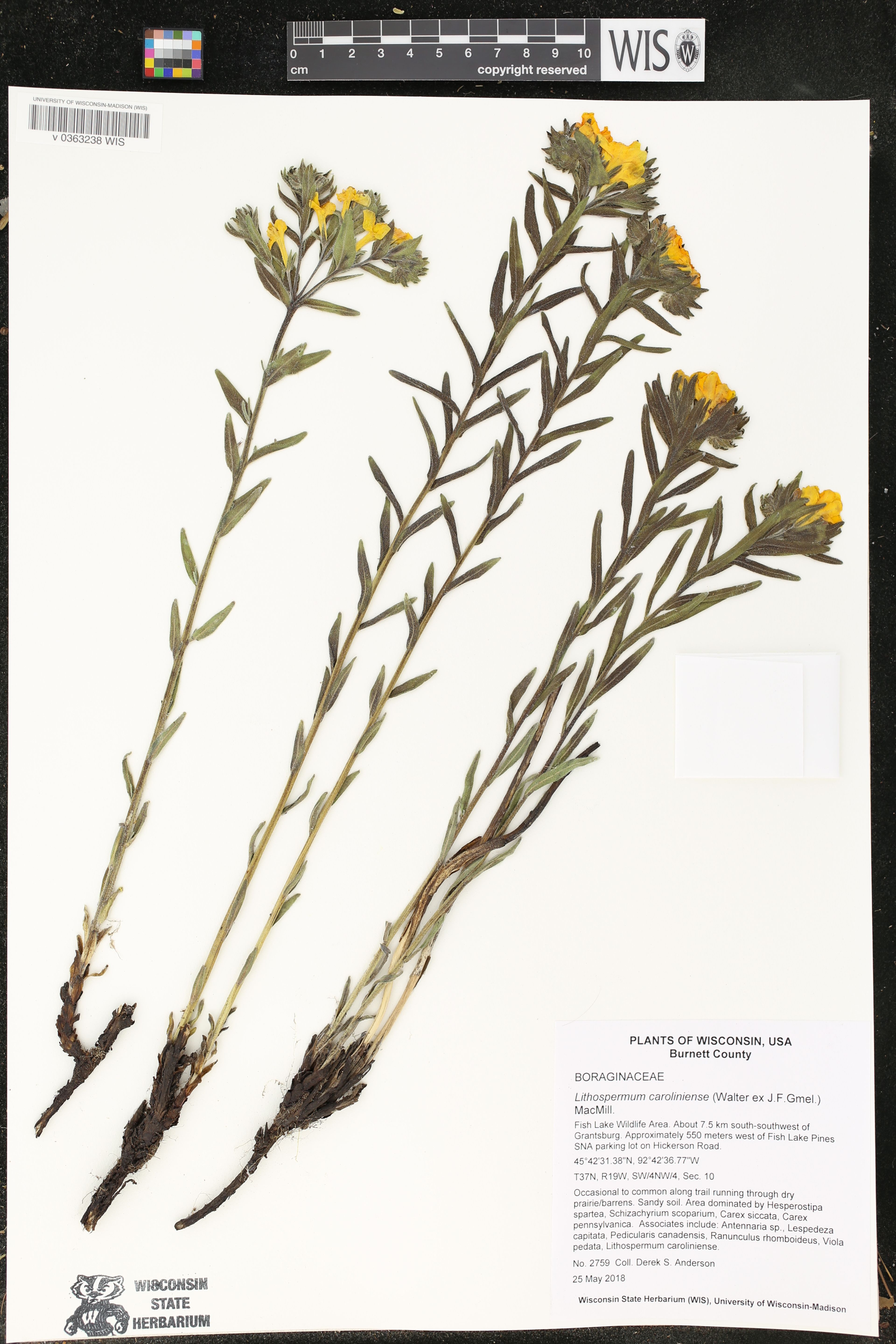 Lithospermum caroliniense - 112