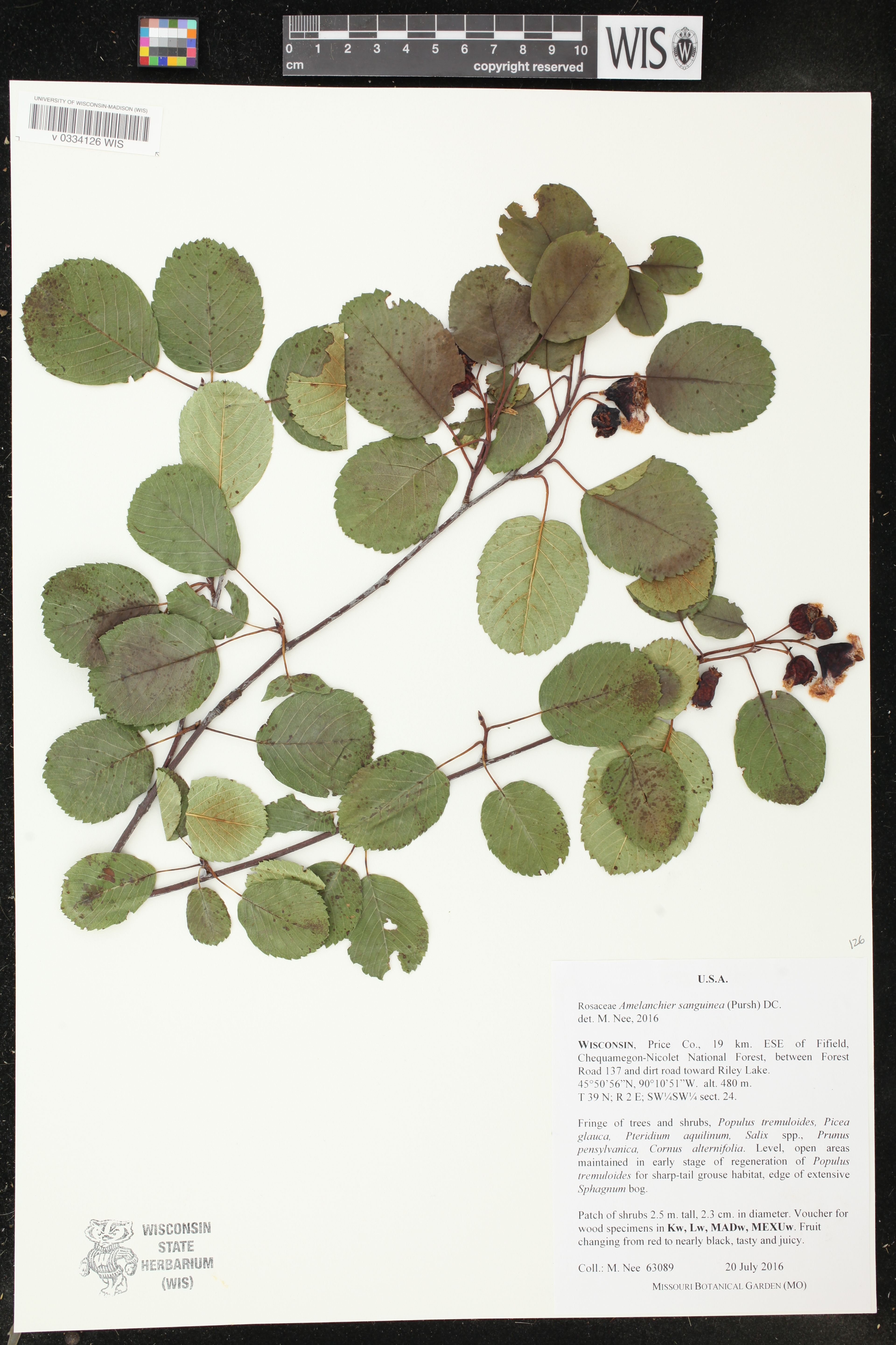 Amelanchier sanguinea - 140