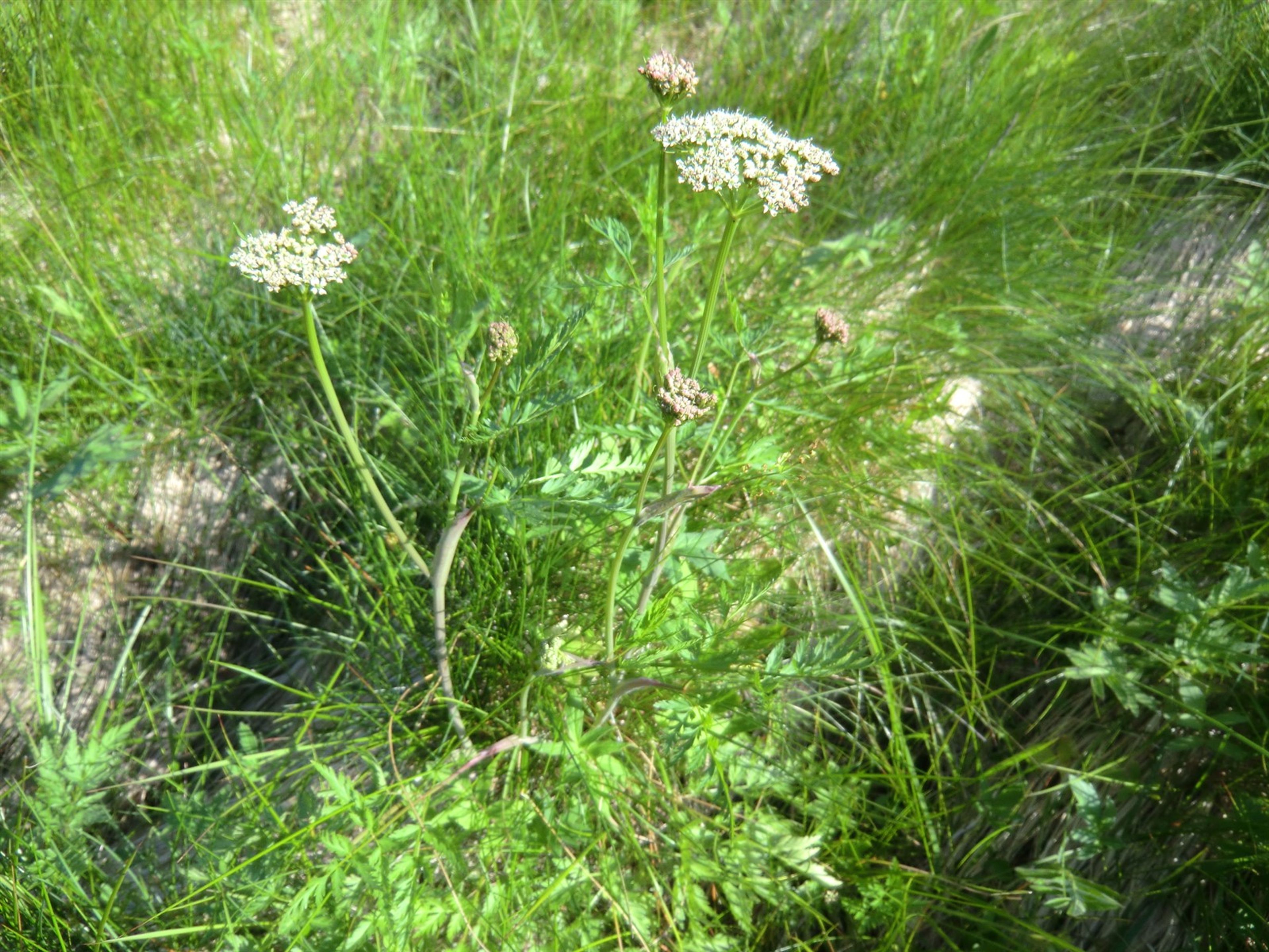 Conioselinum vaginatum - 31