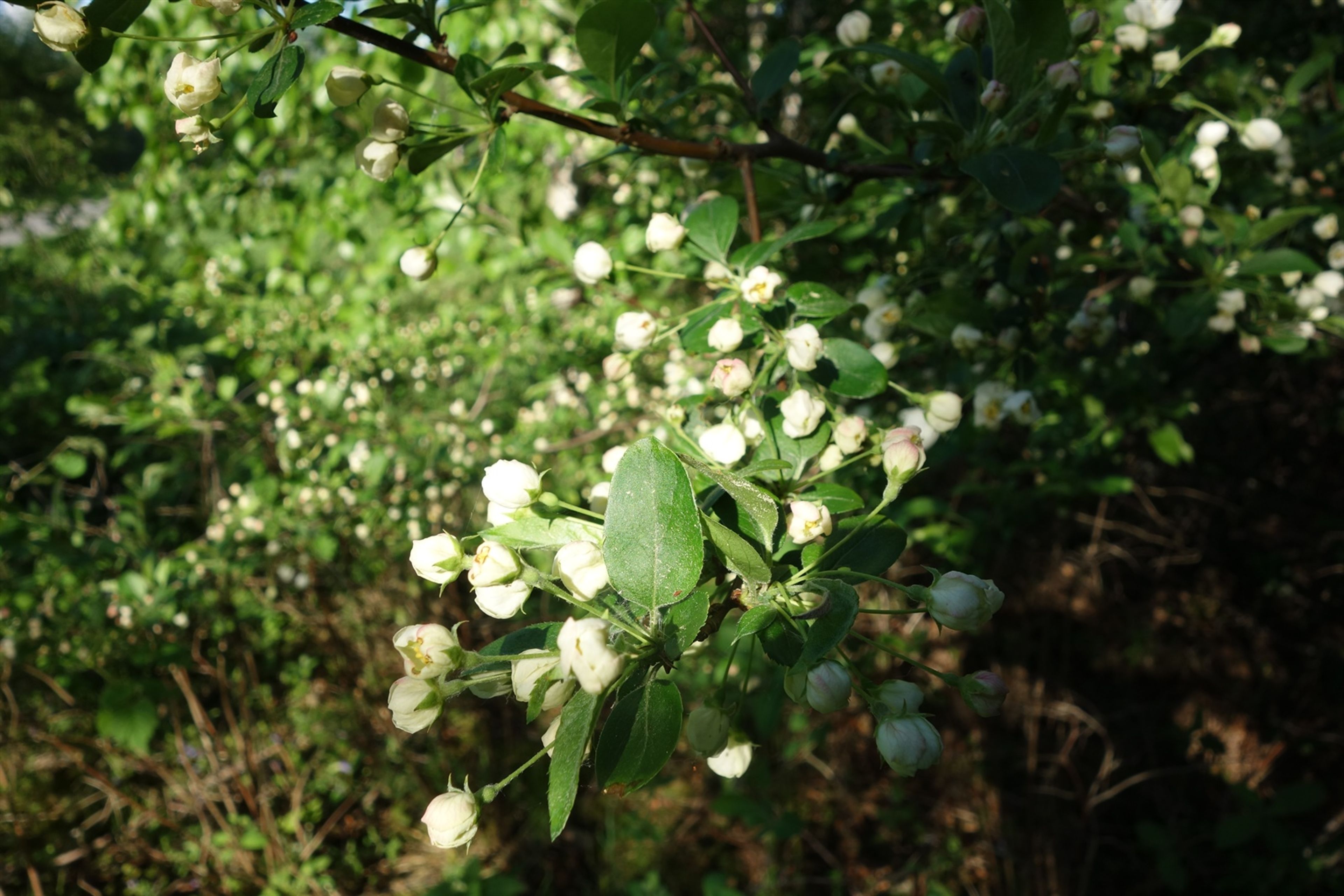 Malus sargentii - 12