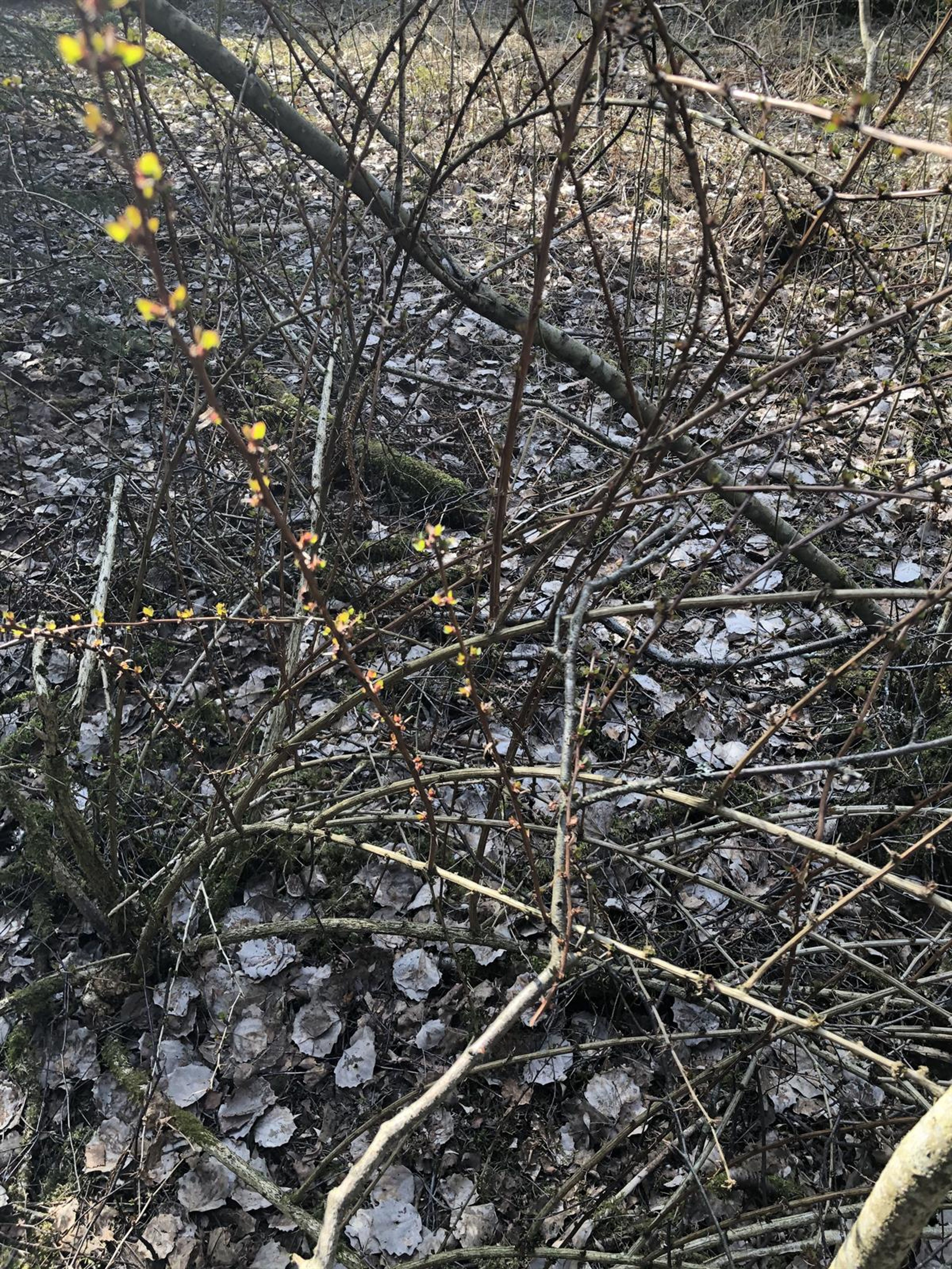 Berberis aggregata - 10