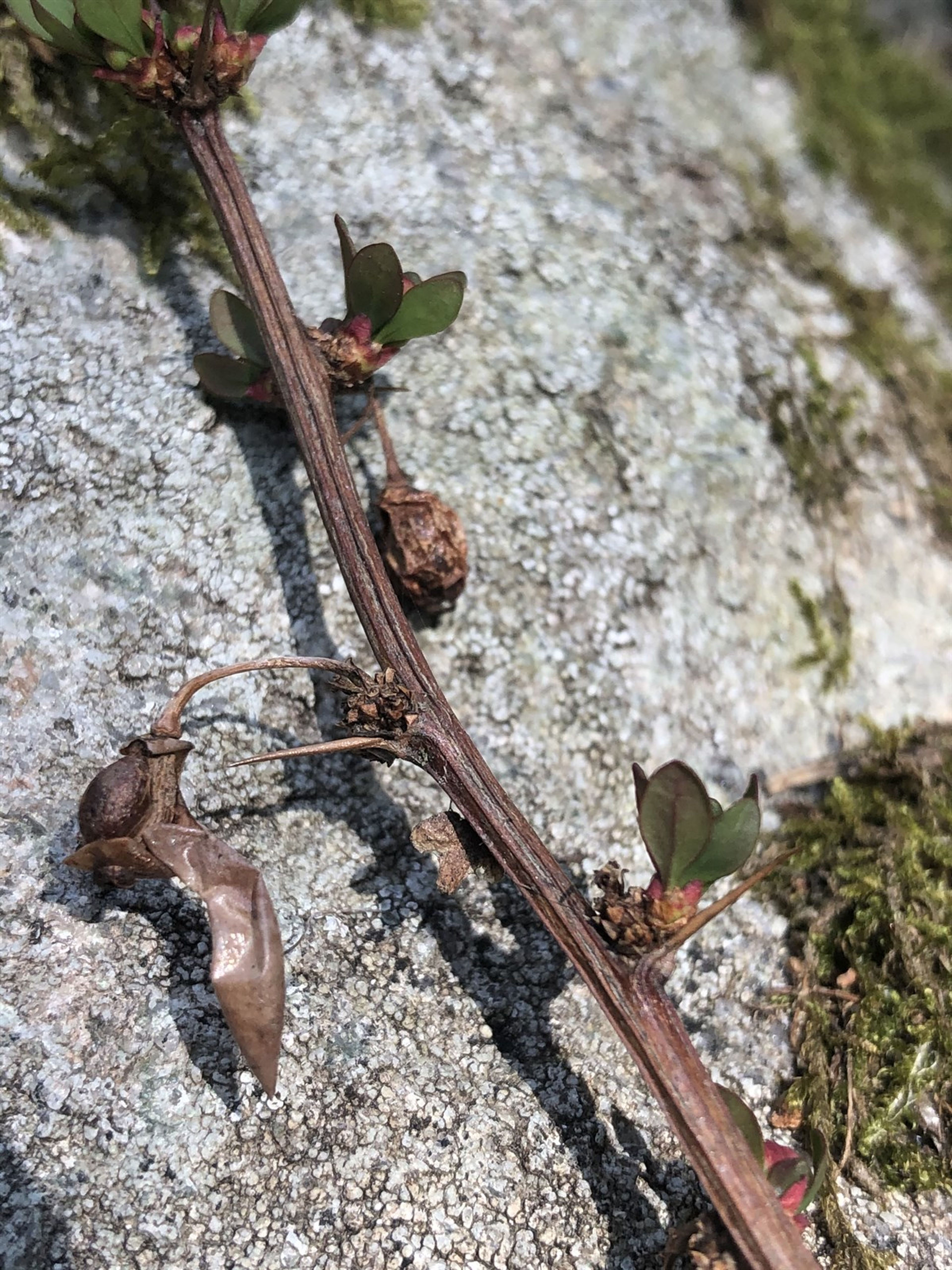 Berberis aggregata - 11