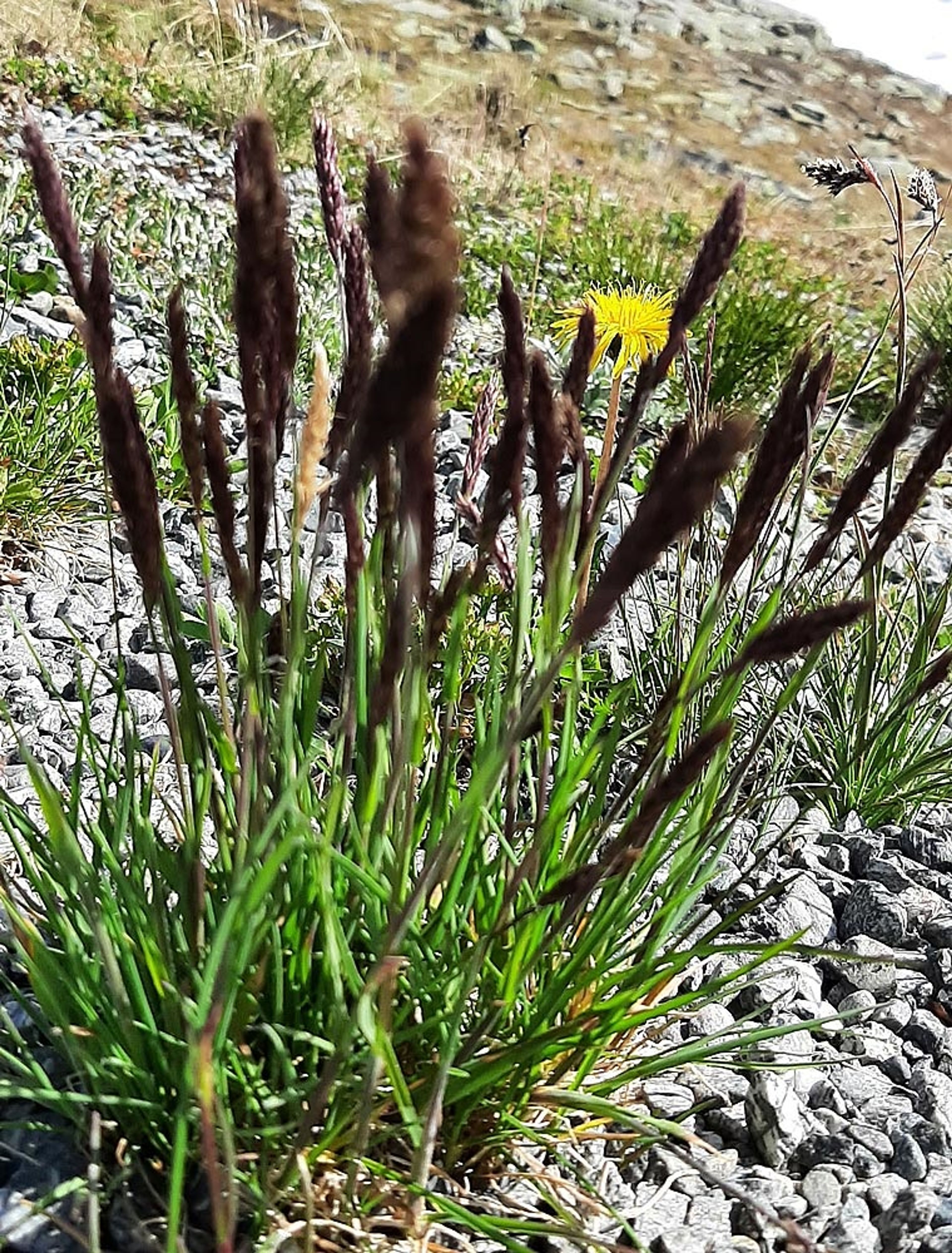 Trisetum spicatum - 42