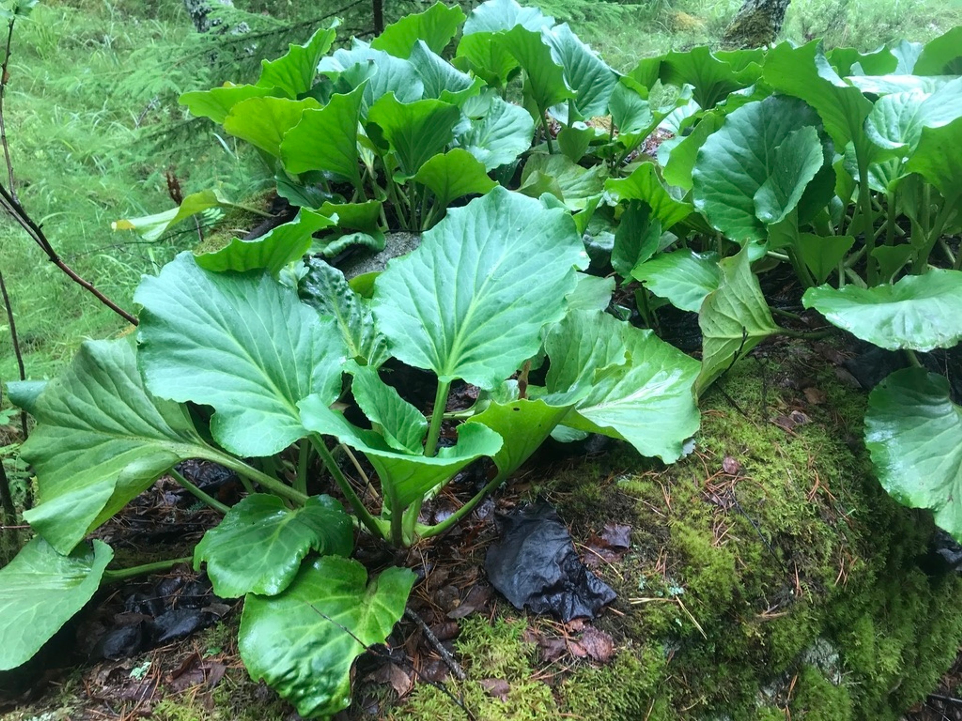 Bergenia cordifolia - 48