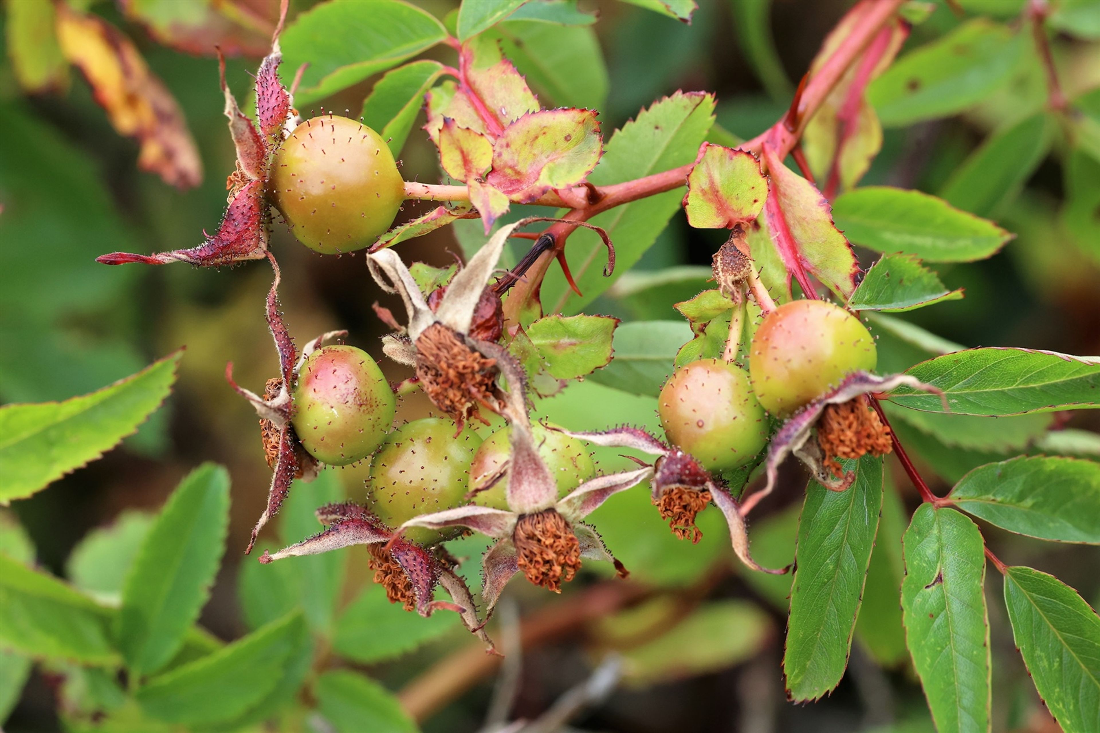 Rosa virginiana - 436