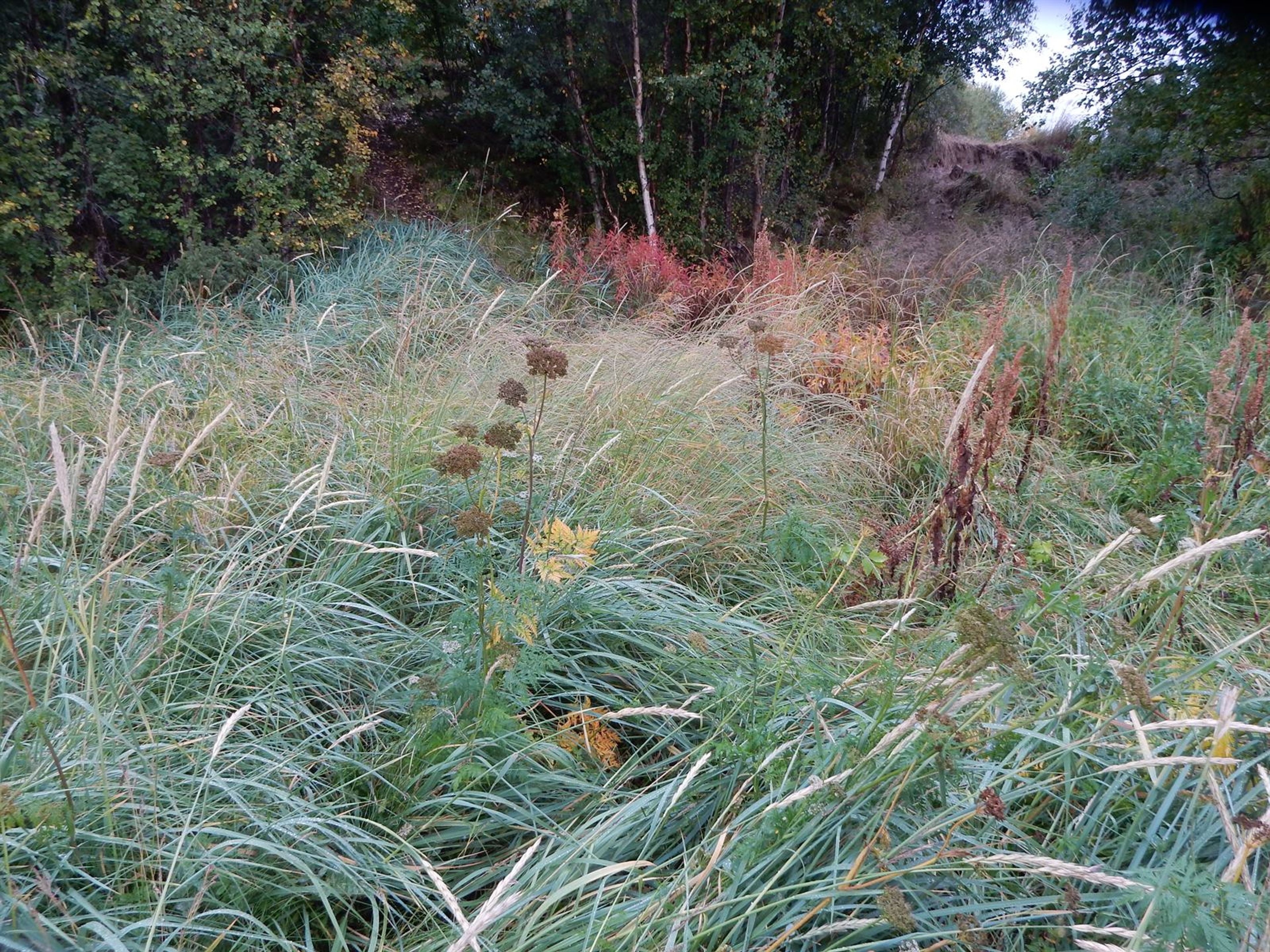 Conioselinum vaginatum - 17