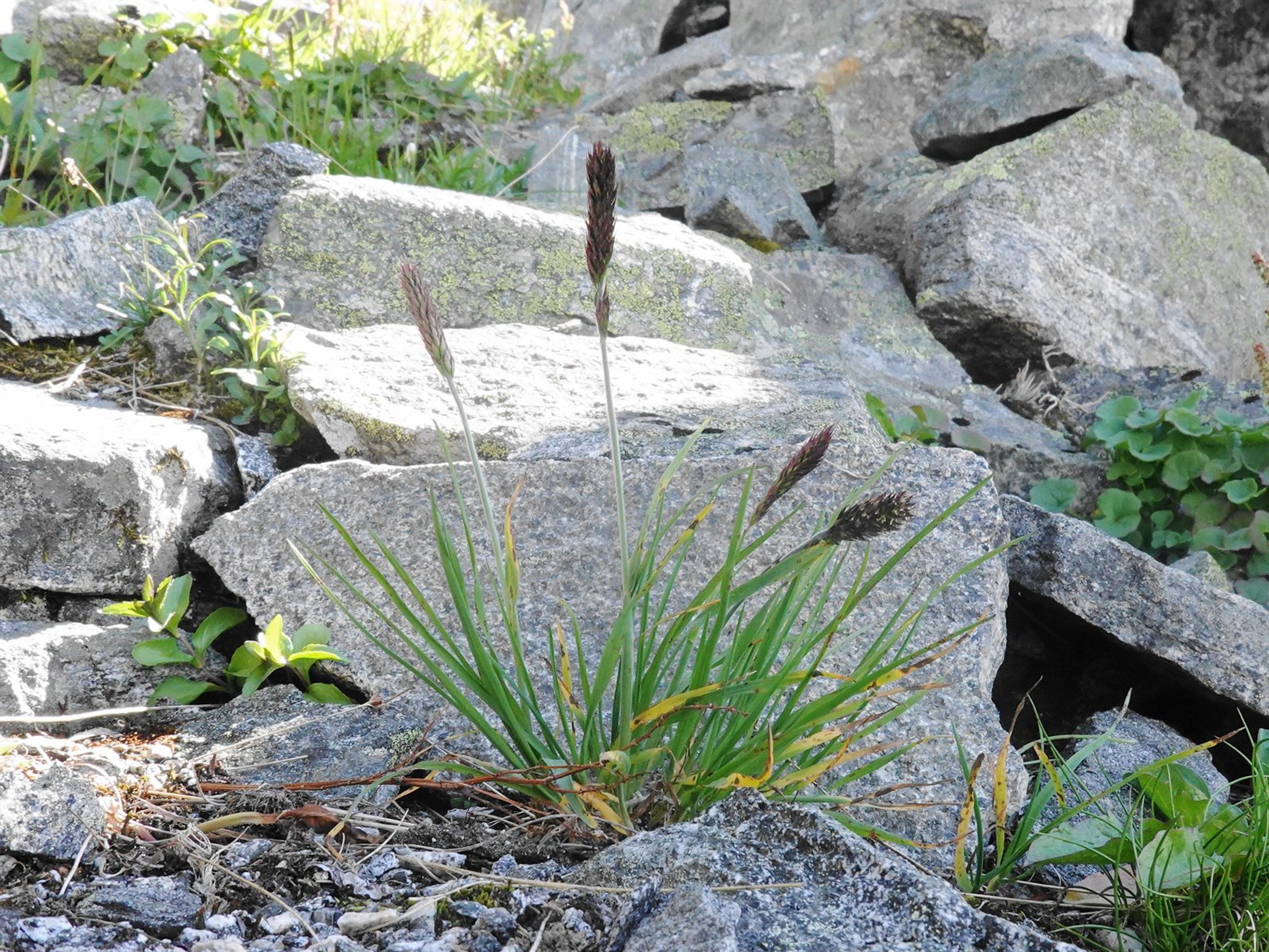 Trisetum spicatum - 65