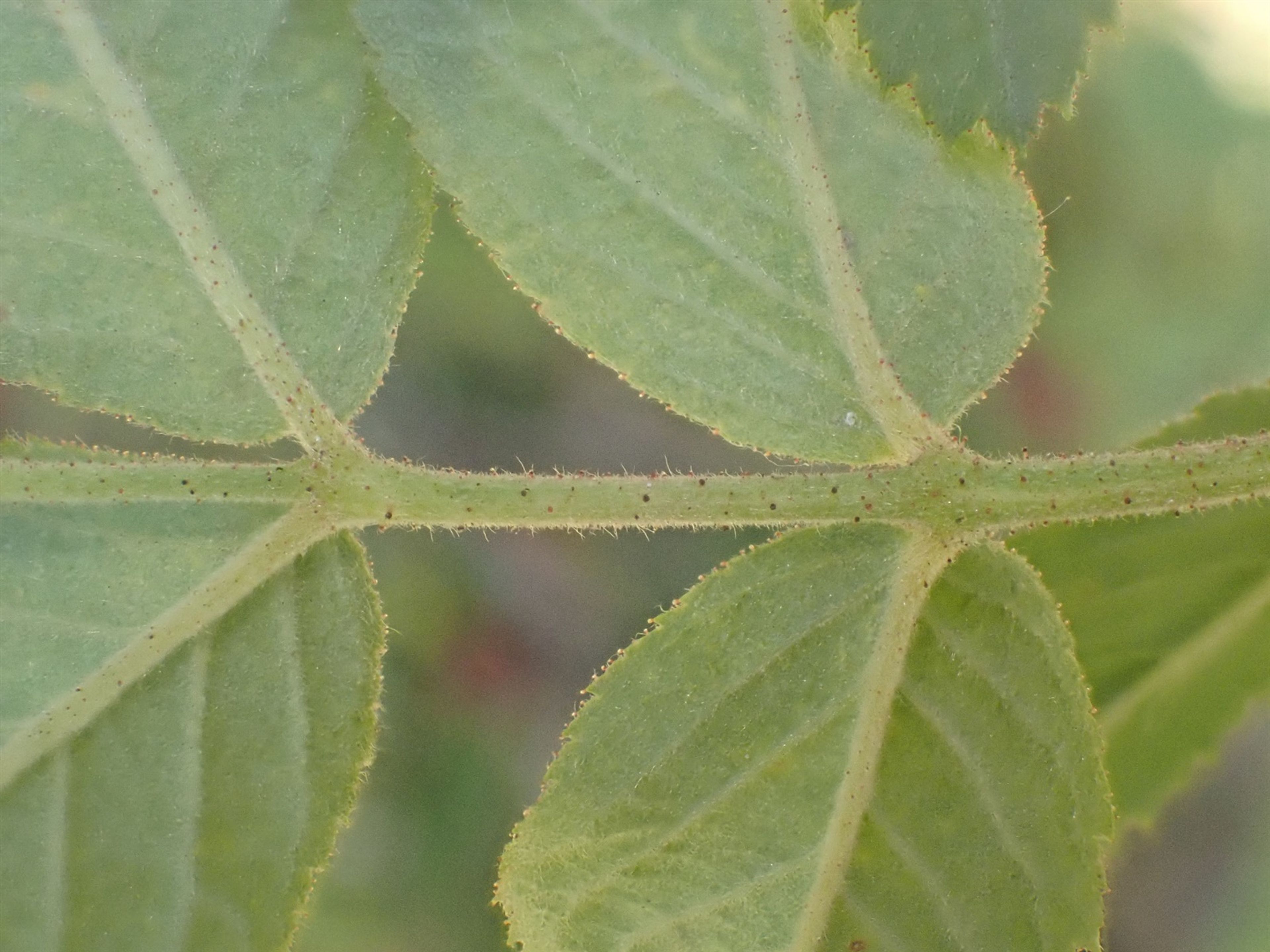 Rosa sherardii - 155