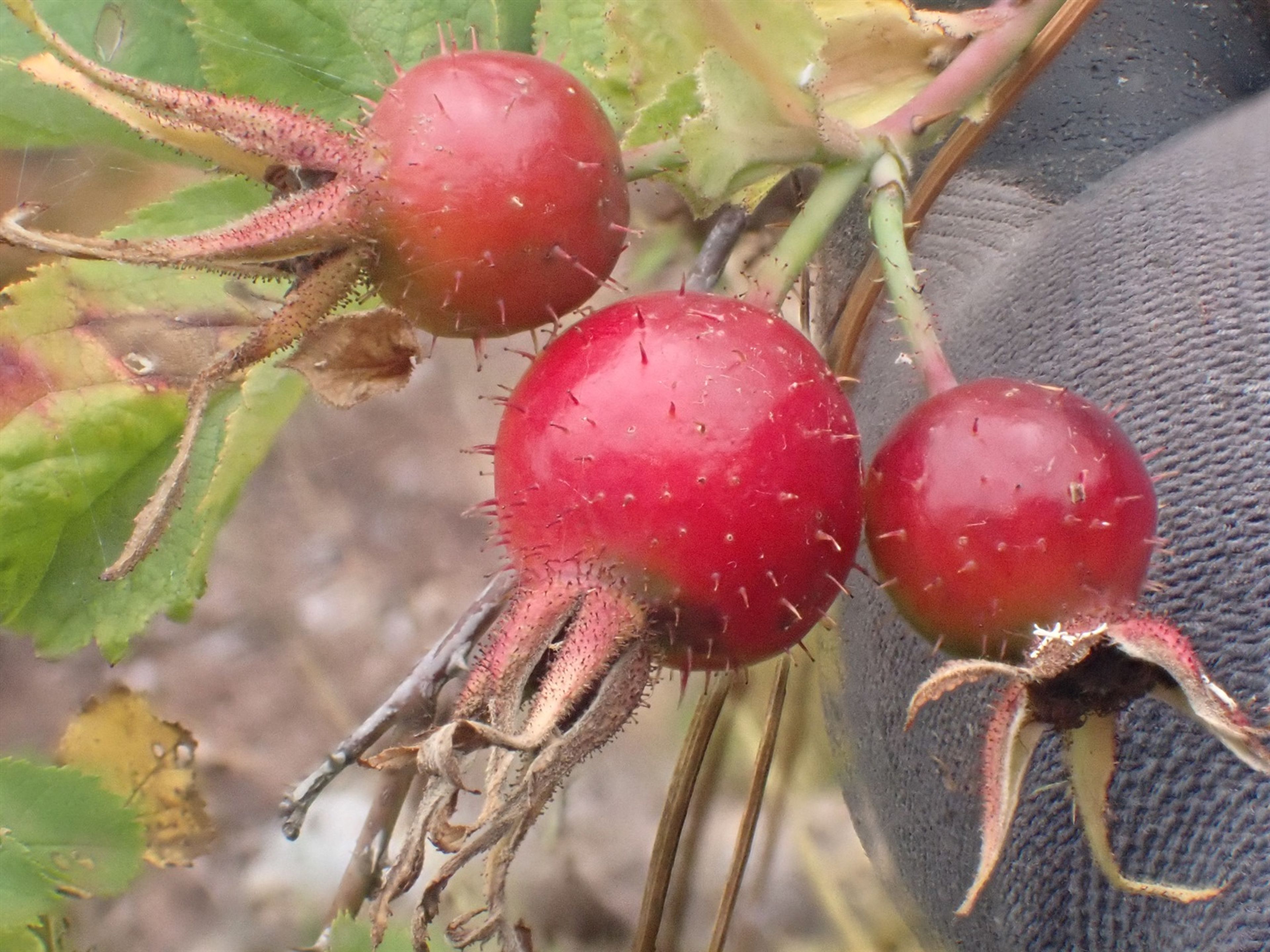 Rosa sherardii - 114