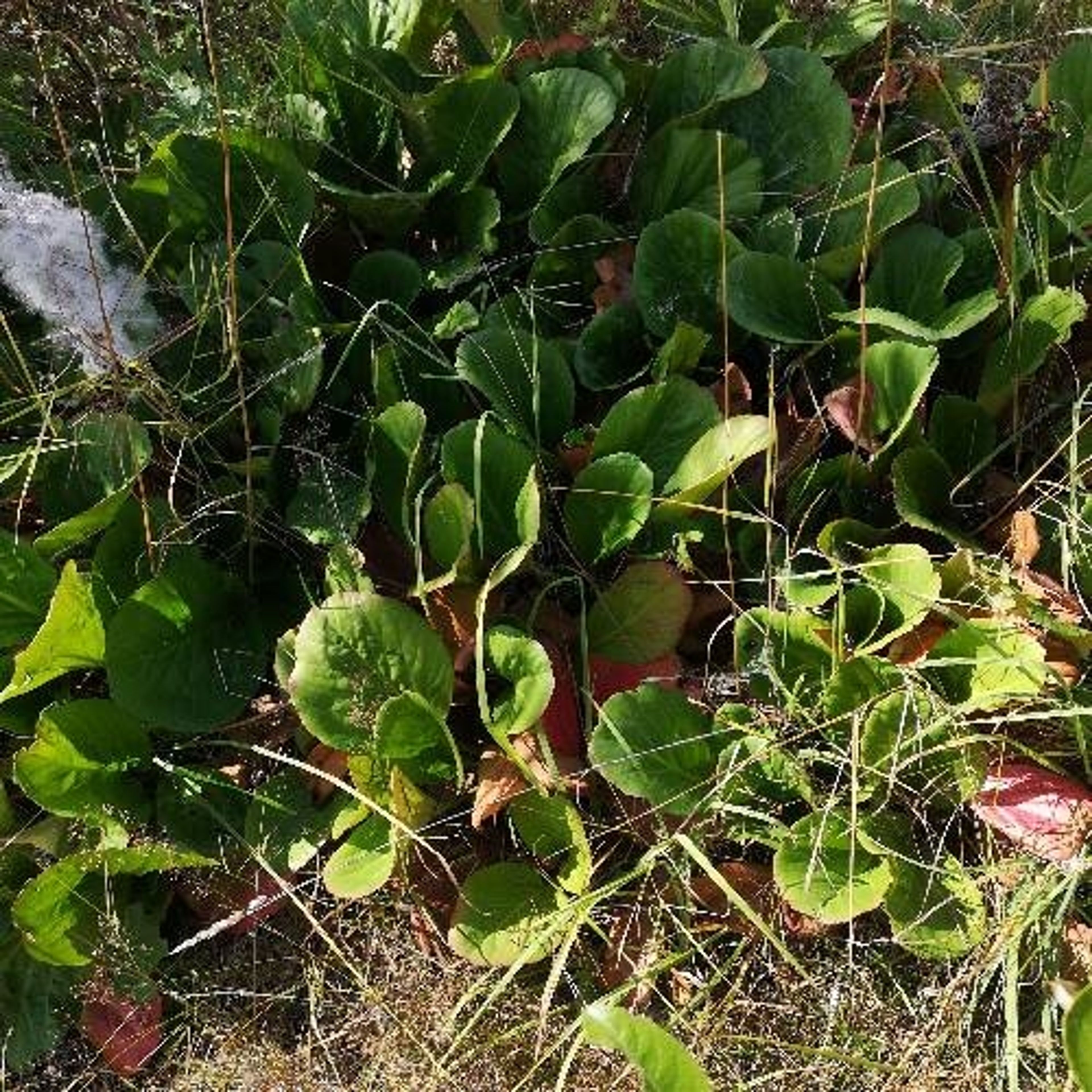 Bergenia cordifolia - 62