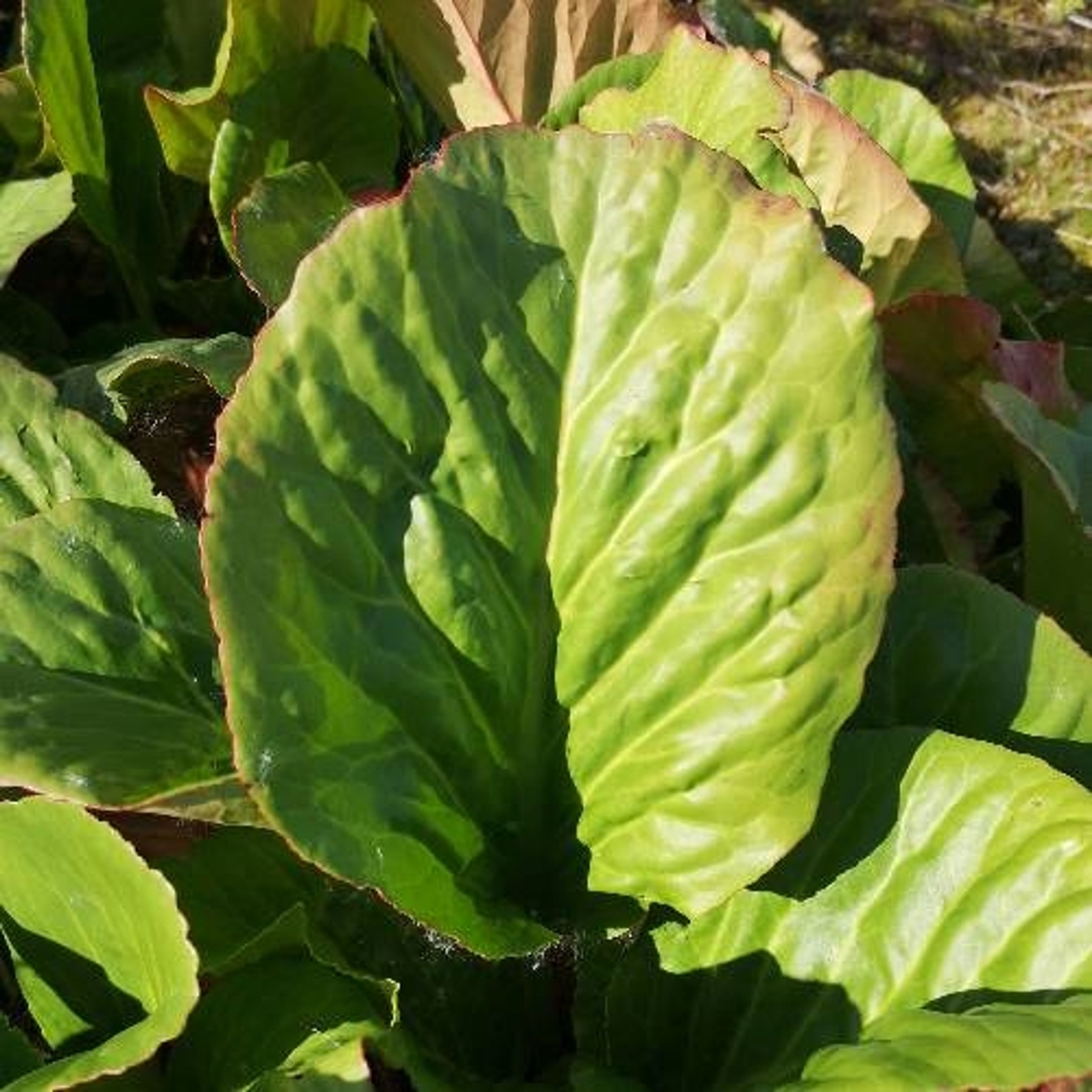 Bergenia cordifolia - 87
