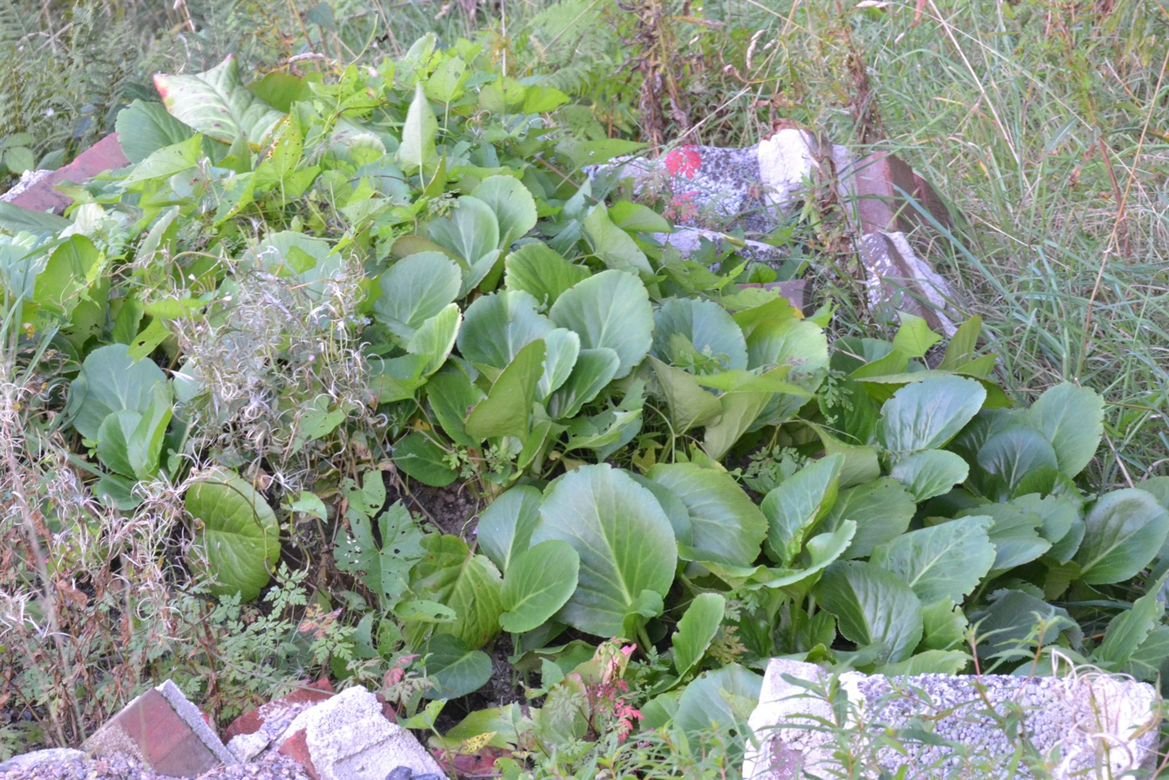 Bergenia cordifolia - 77