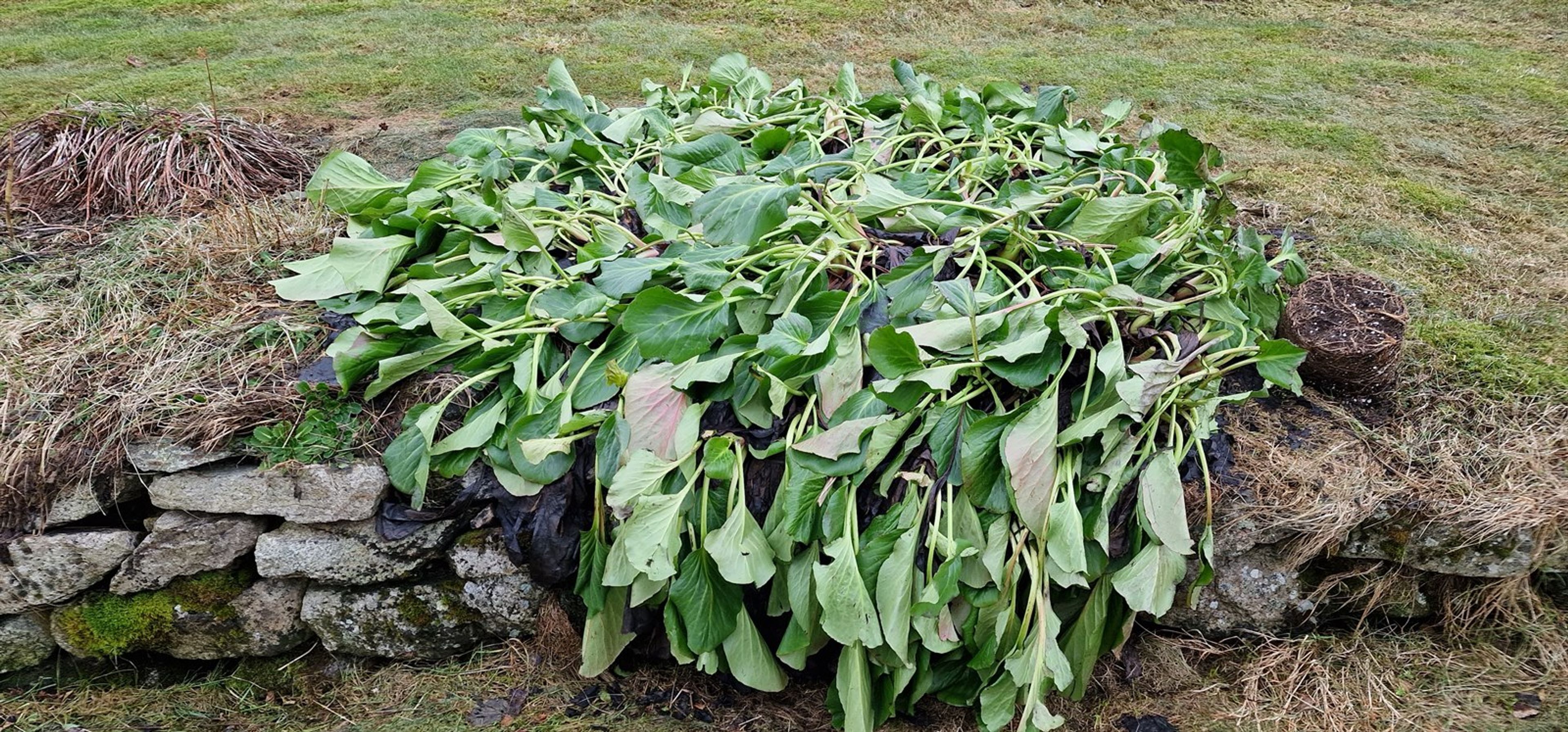 Bergenia cordifolia - 30