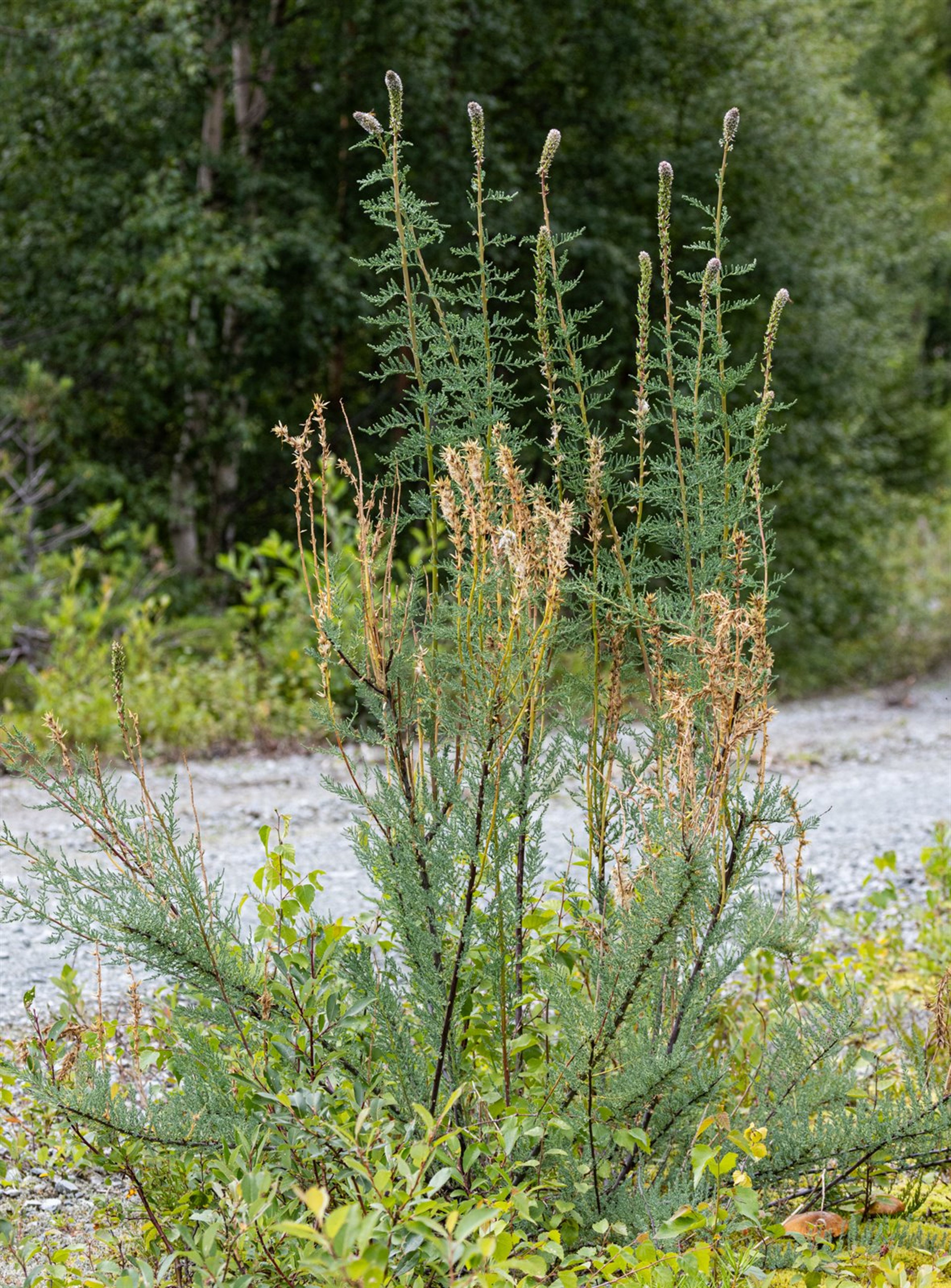 Myricaria germanica - 38