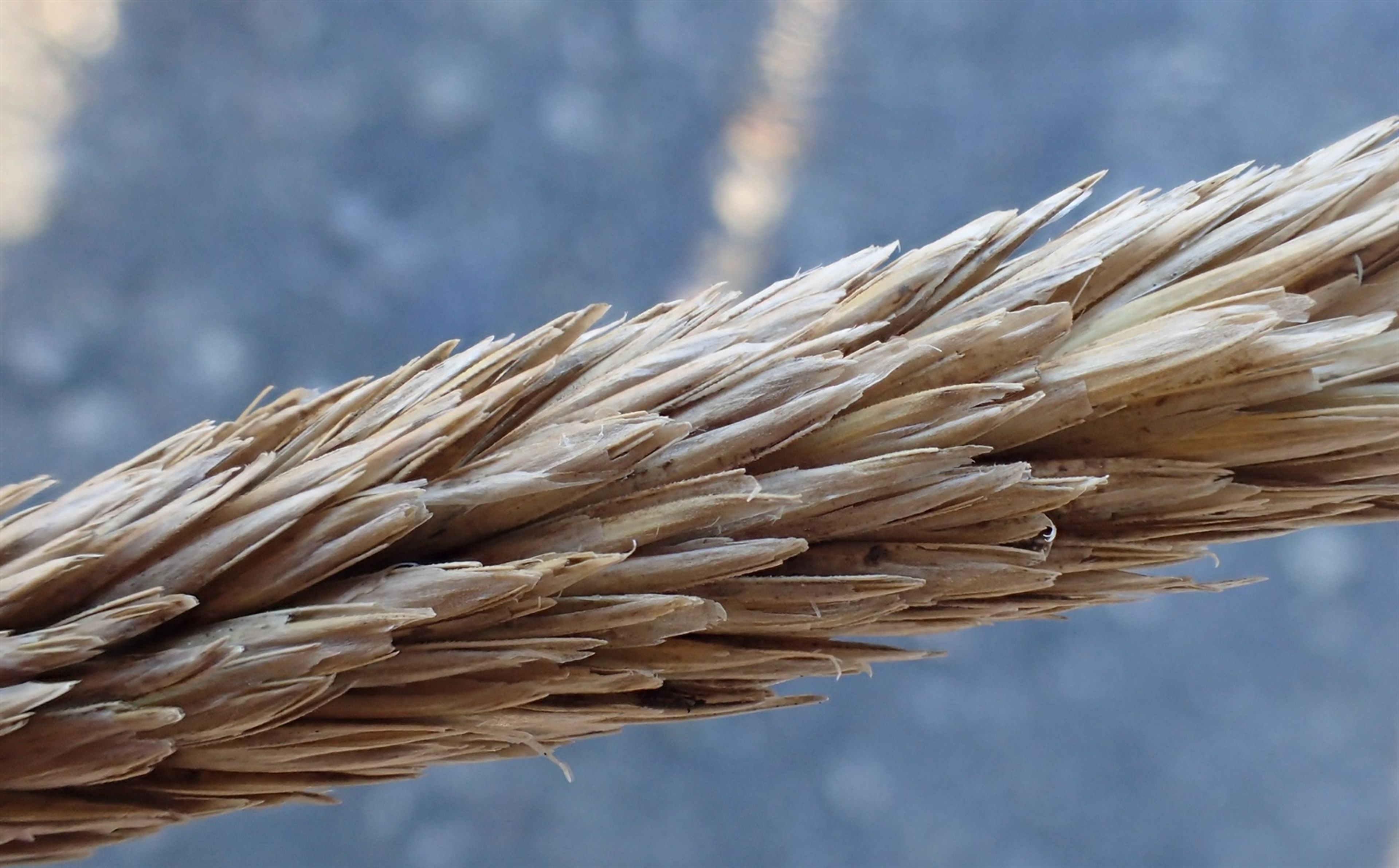 Ammophila arenaria - 32