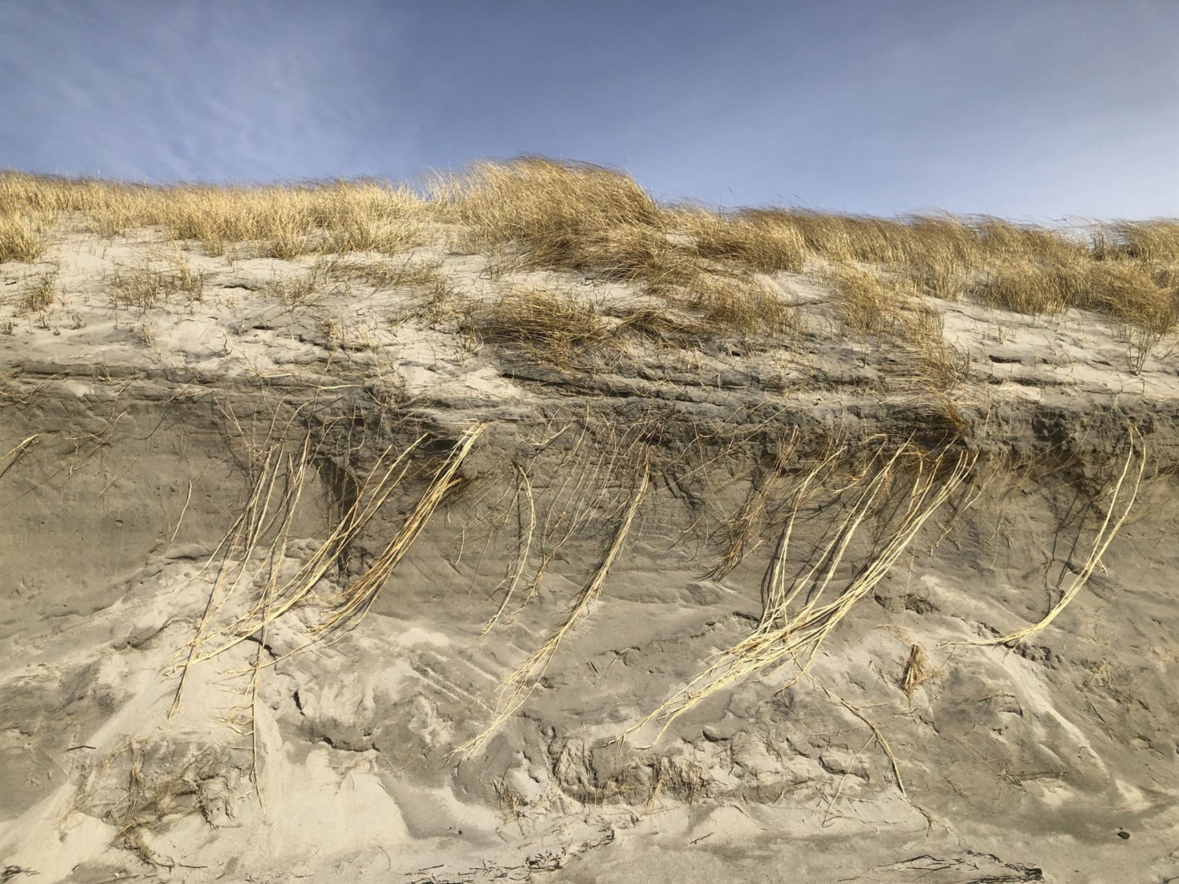 Ammophila arenaria - 102