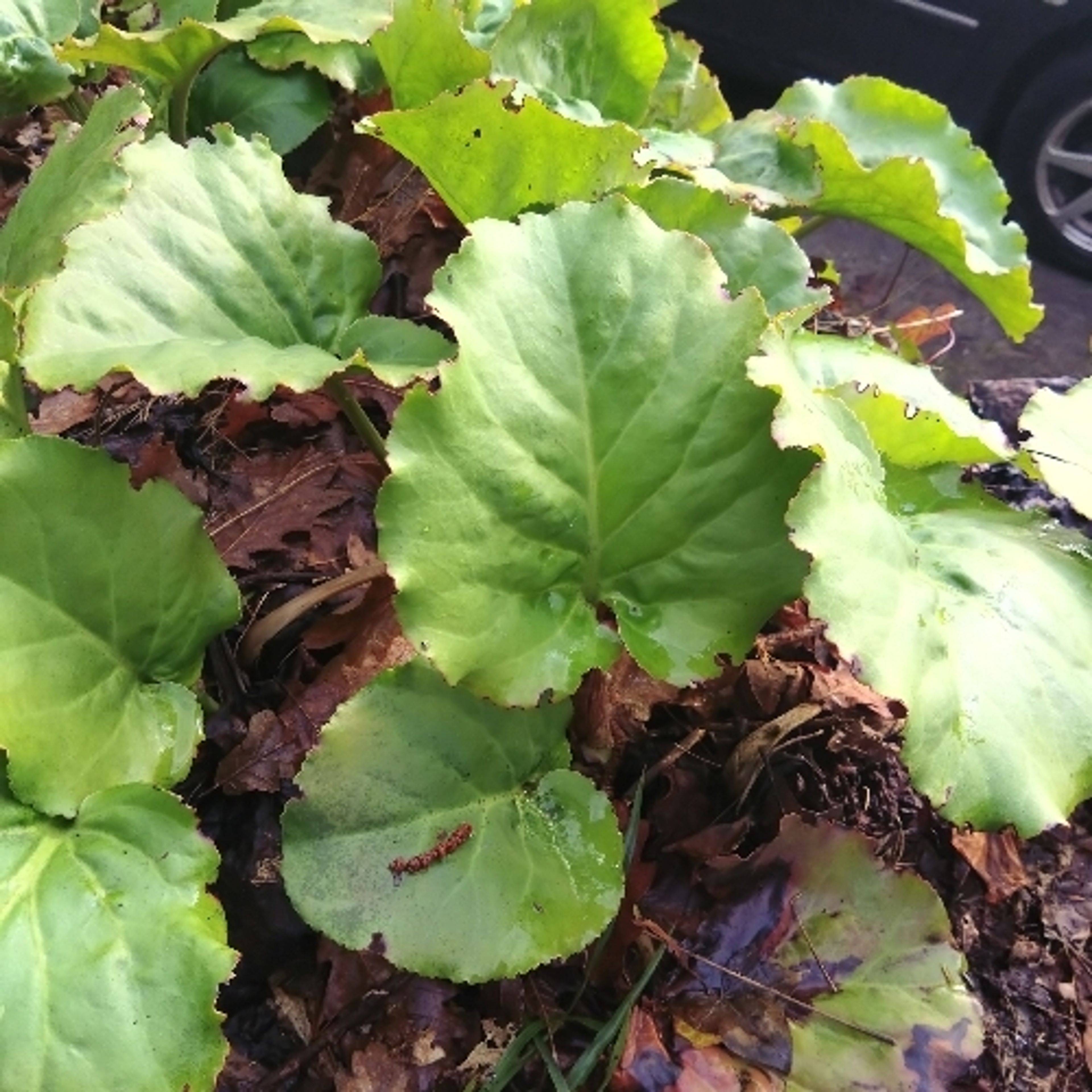 Bergenia cordifolia - 90