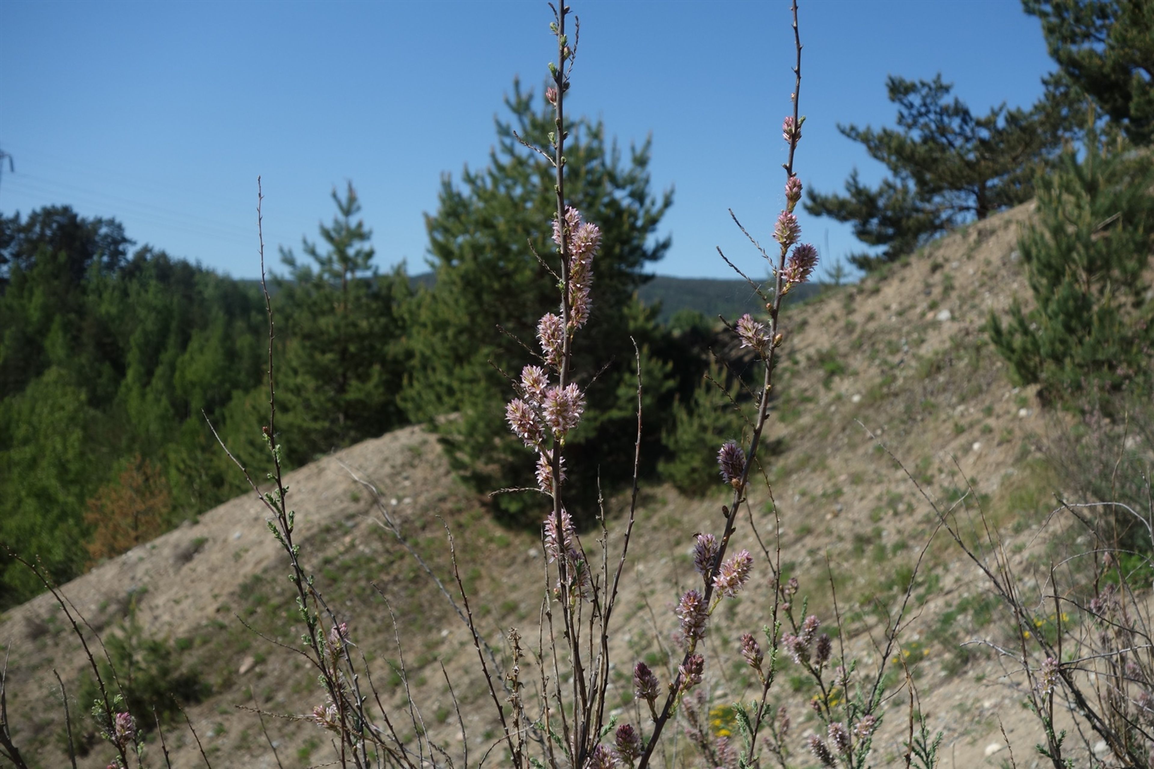 Myricaria germanica - 103