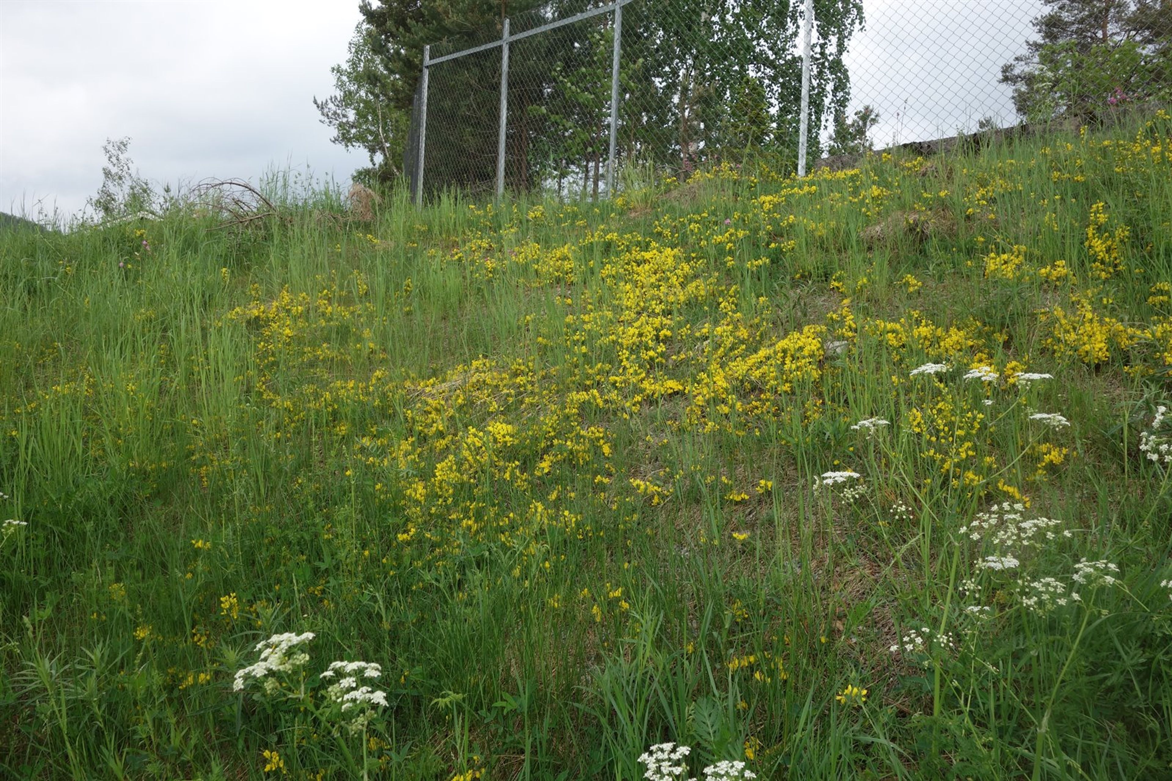 Cytisus decumbens - 86