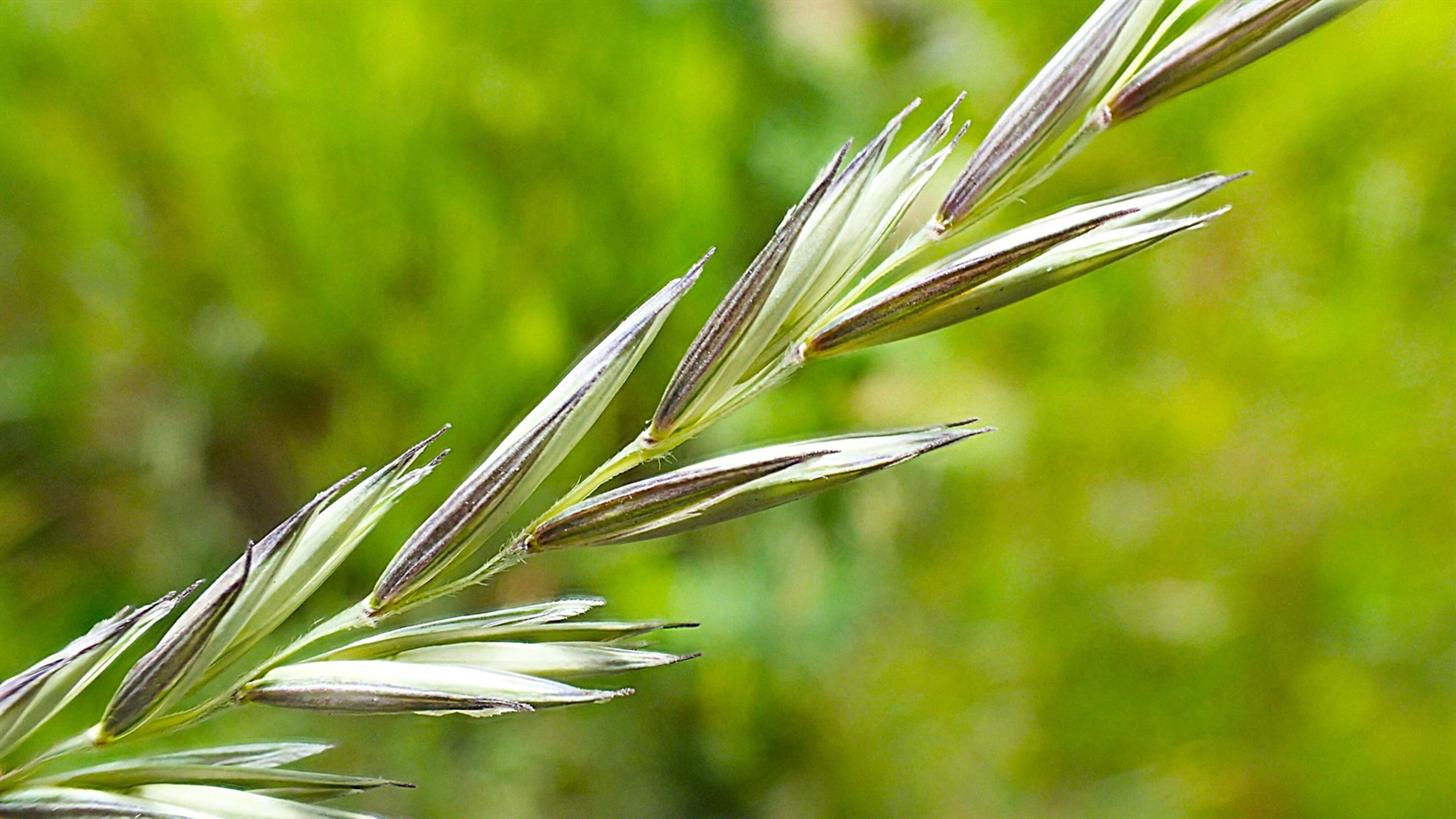 Elytrigia repens - 142