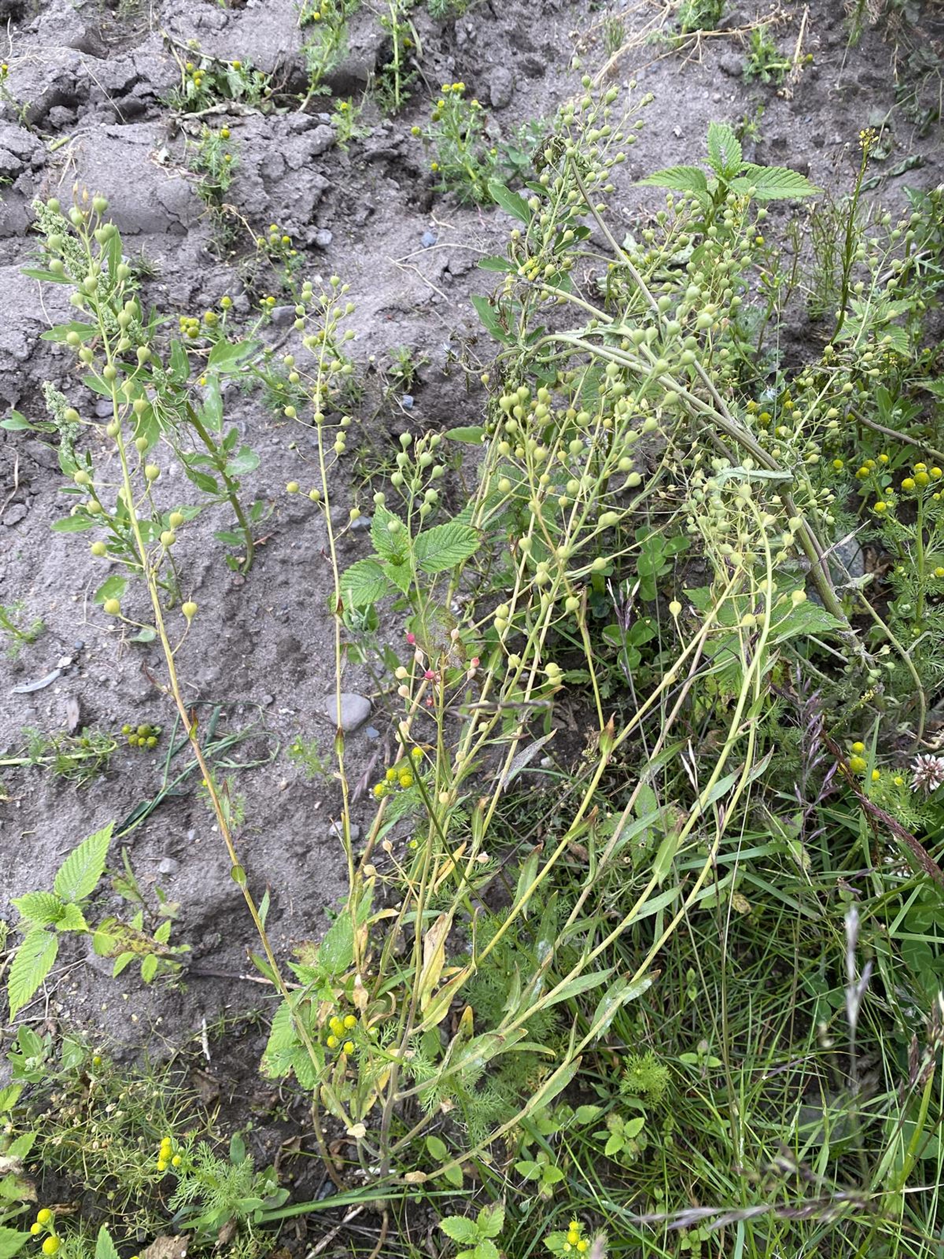 Camelina sativa - 349